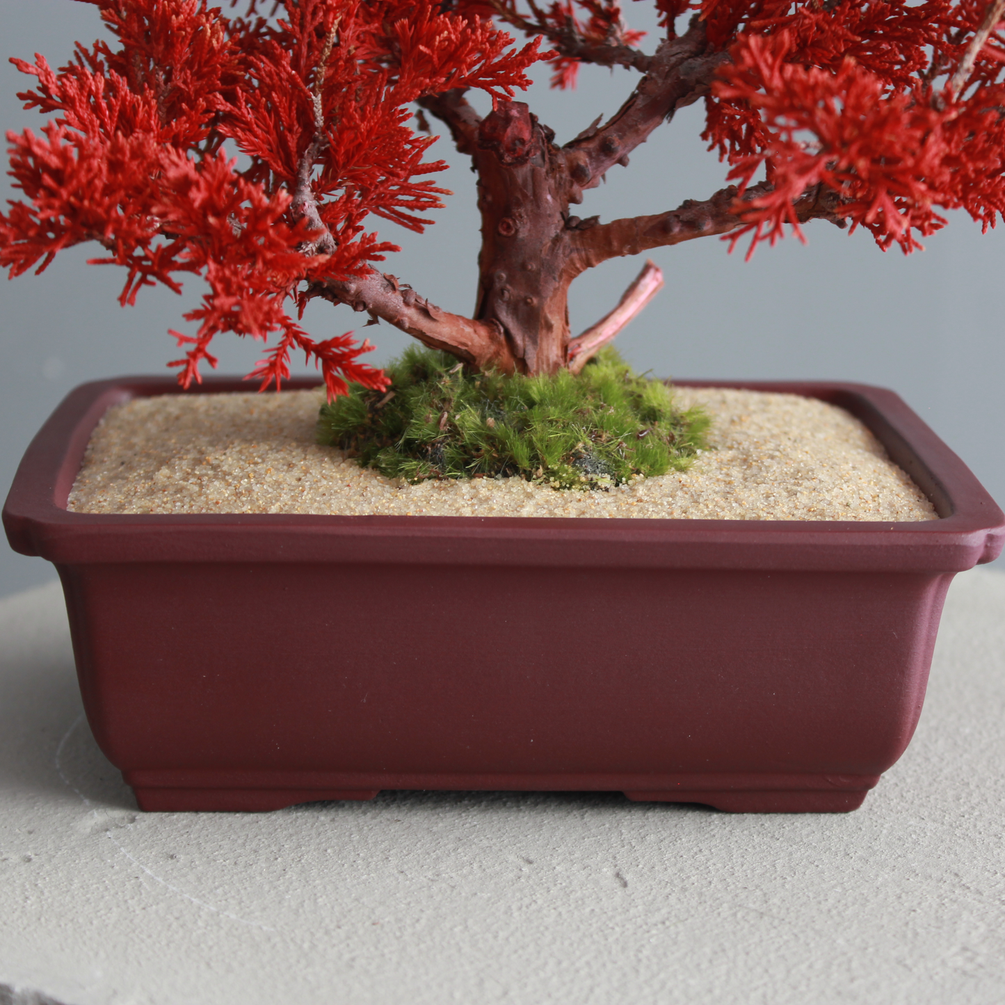 Tokocie BONSAI  真柏