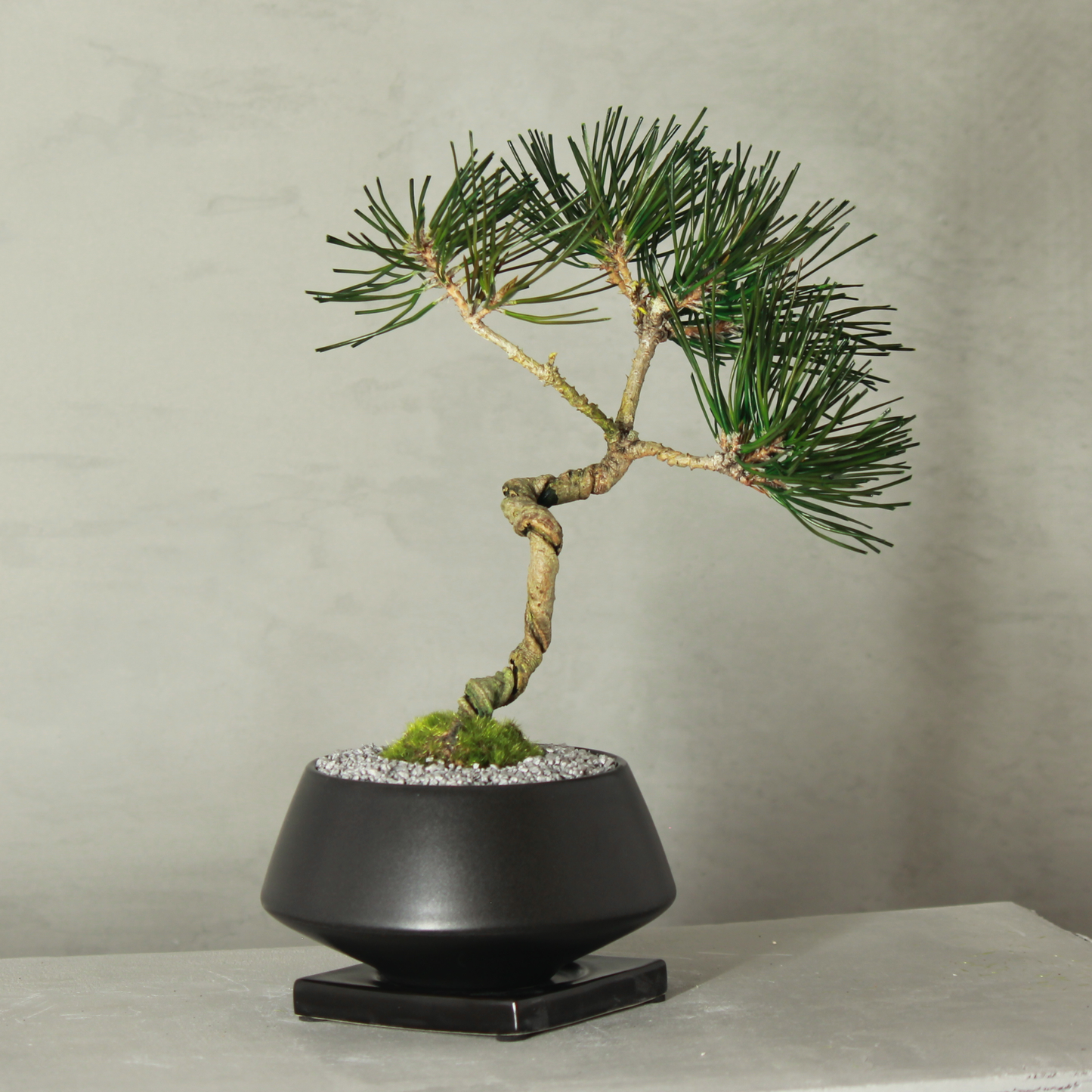 Tokocie BONSAI  黒松