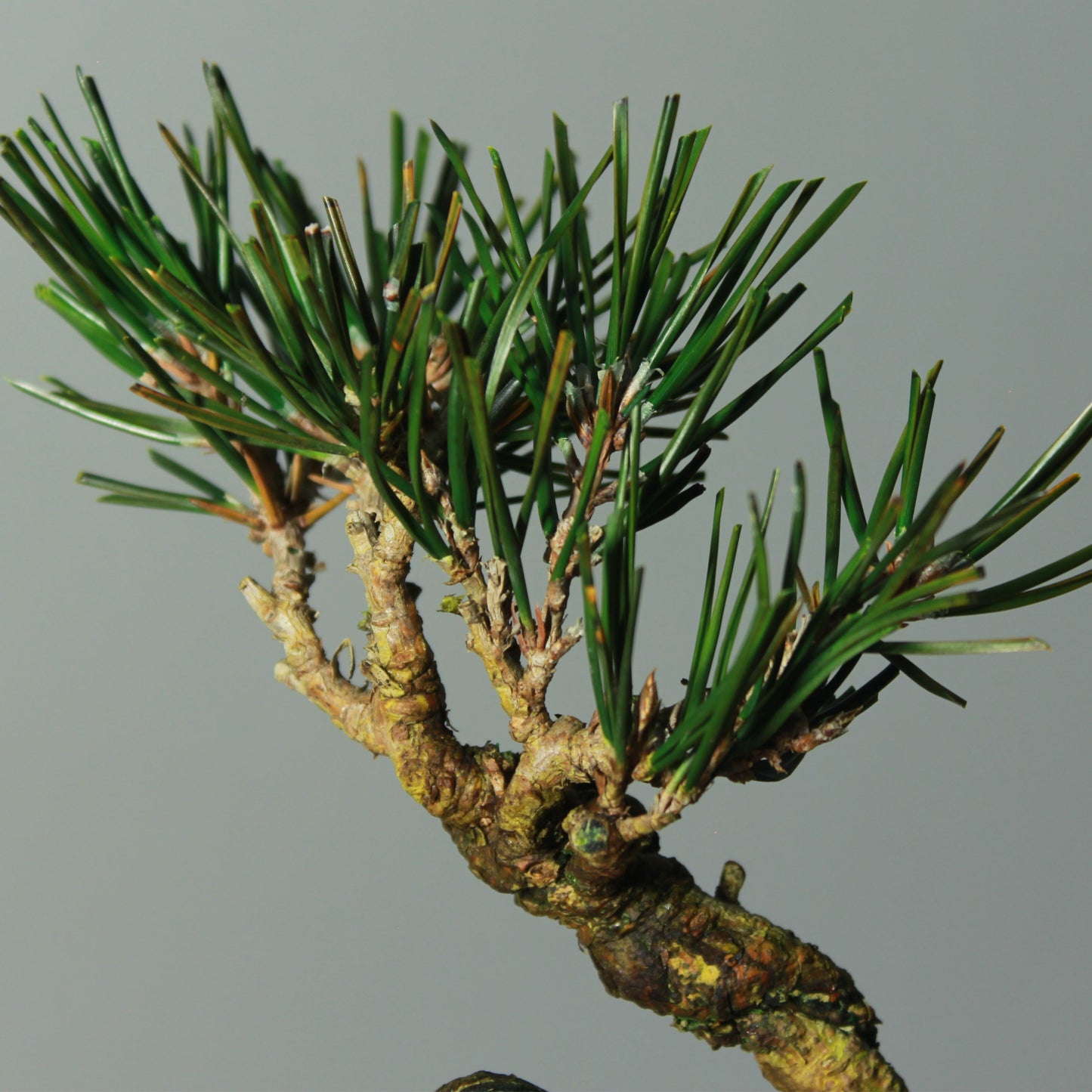 Tokocie BONSAI  黒松