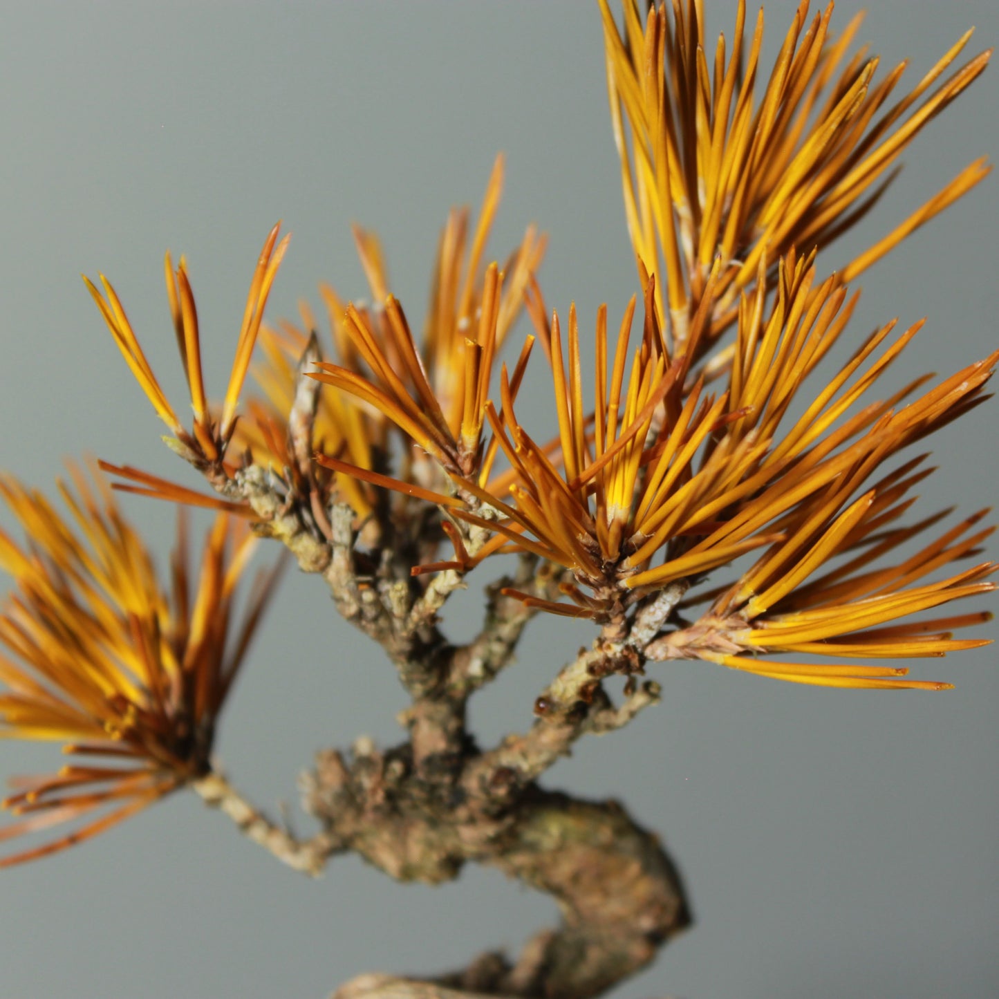 Tokocie BONSAI  黒松
