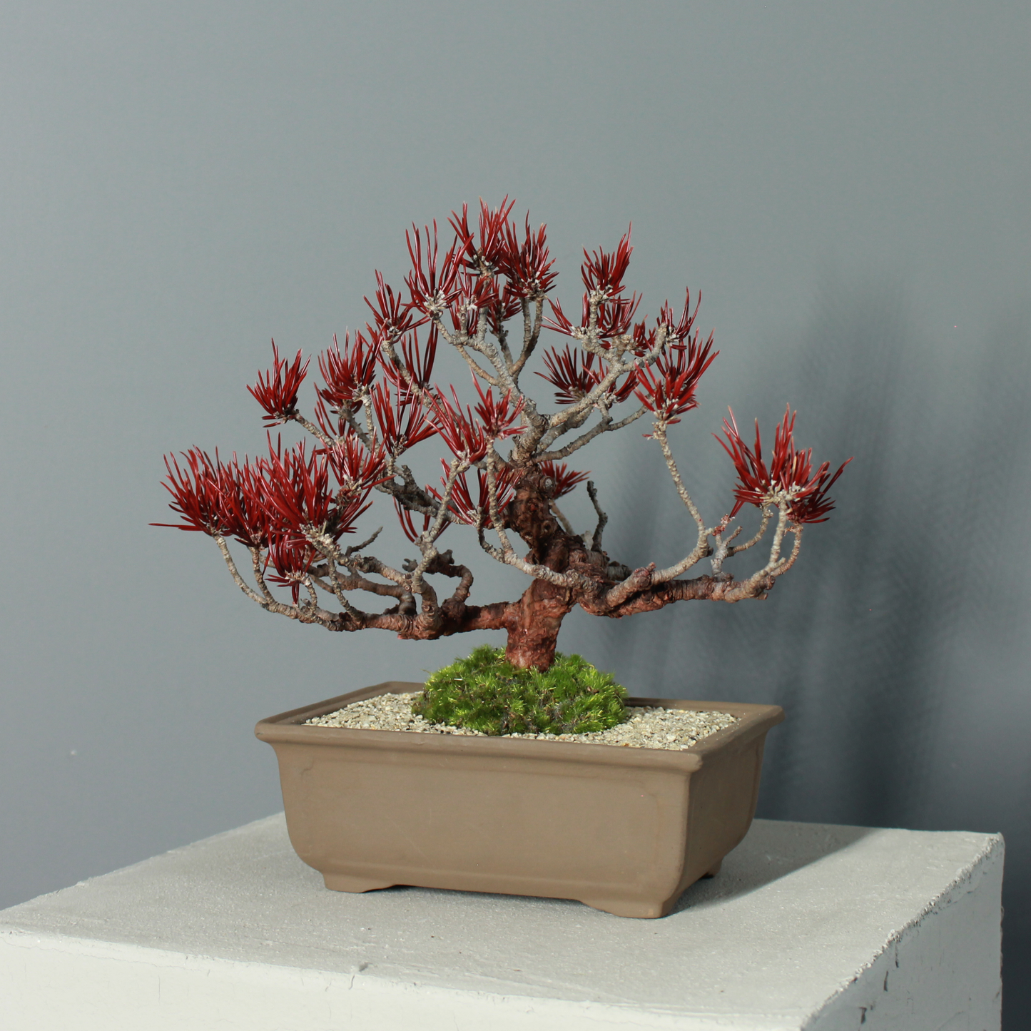 Tokocie BONSAI  黒松
