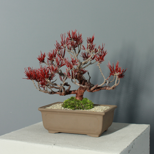 Tokocie BONSAI  黒松