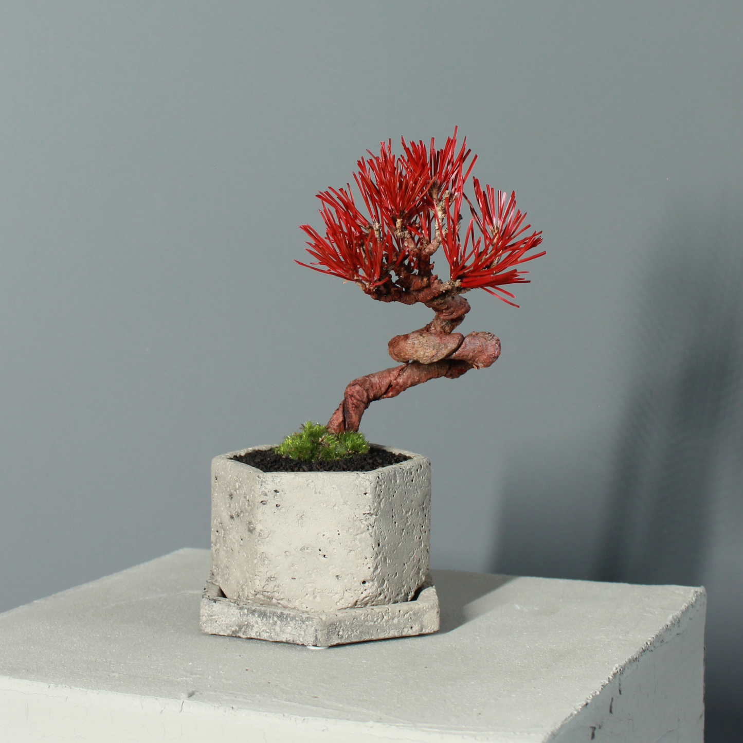 Tokocie BONSAI  黒松