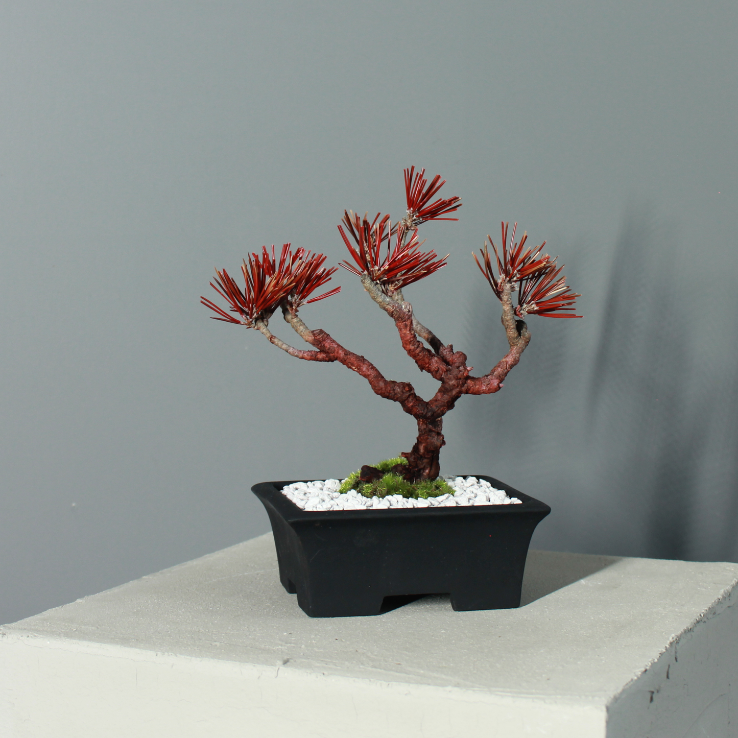 Tokocie BONSAI  黒松