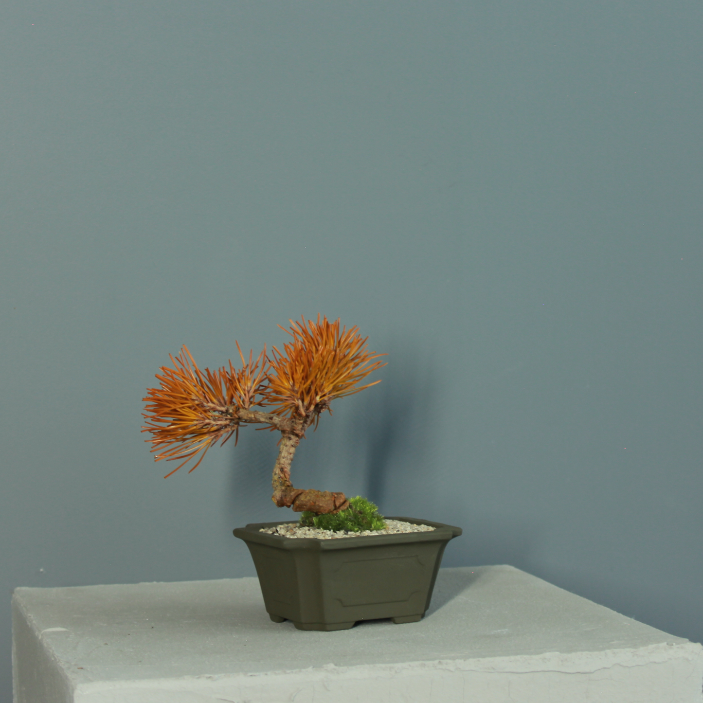 Tokocie BONSAI  黒松