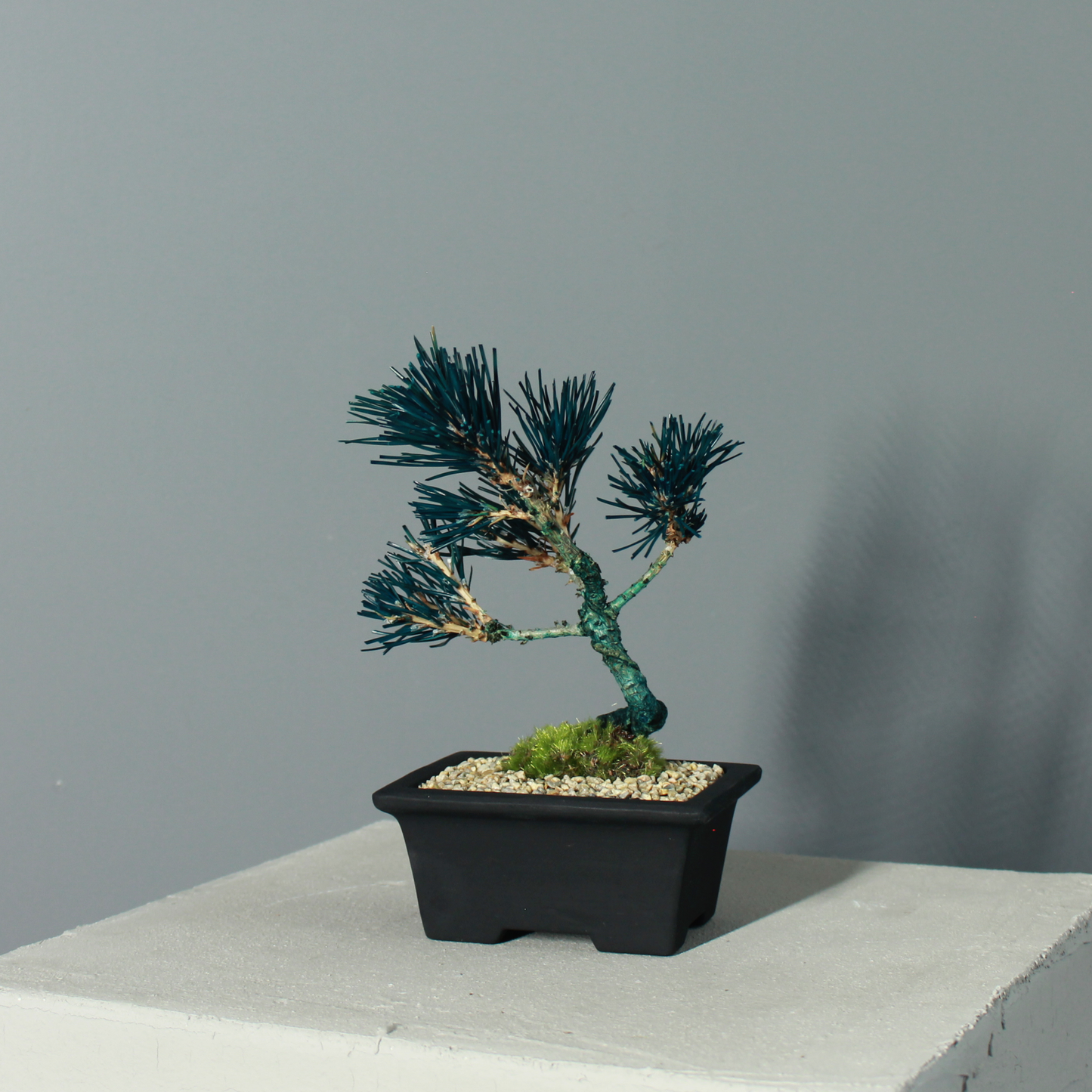 Tokocie BONSAI  黒松