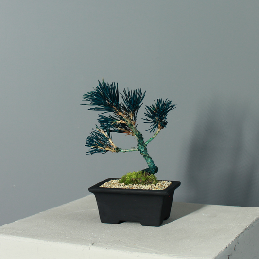 Tokocie BONSAI  黒松