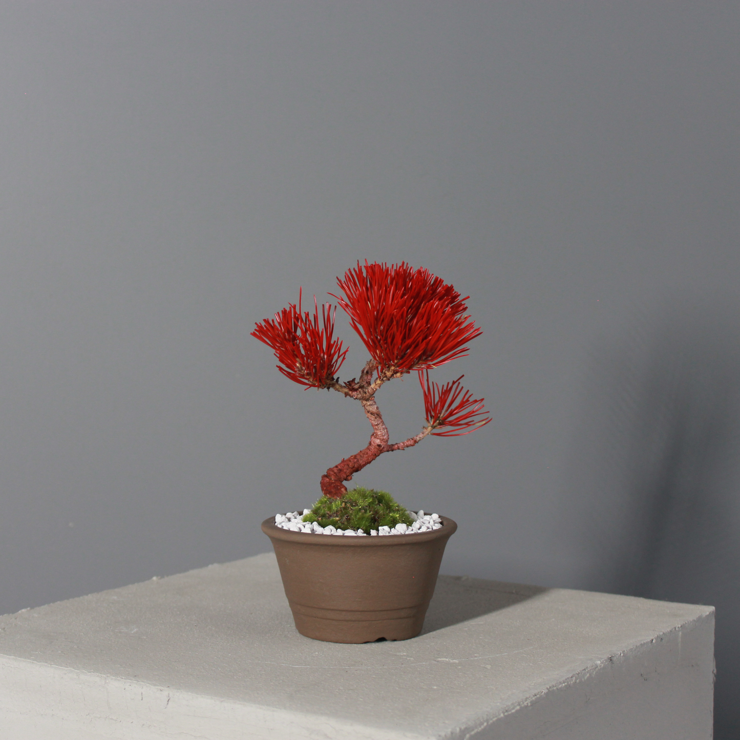 Tokocie BONSAI  黒松