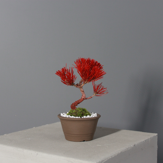 Tokocie BONSAI  黒松