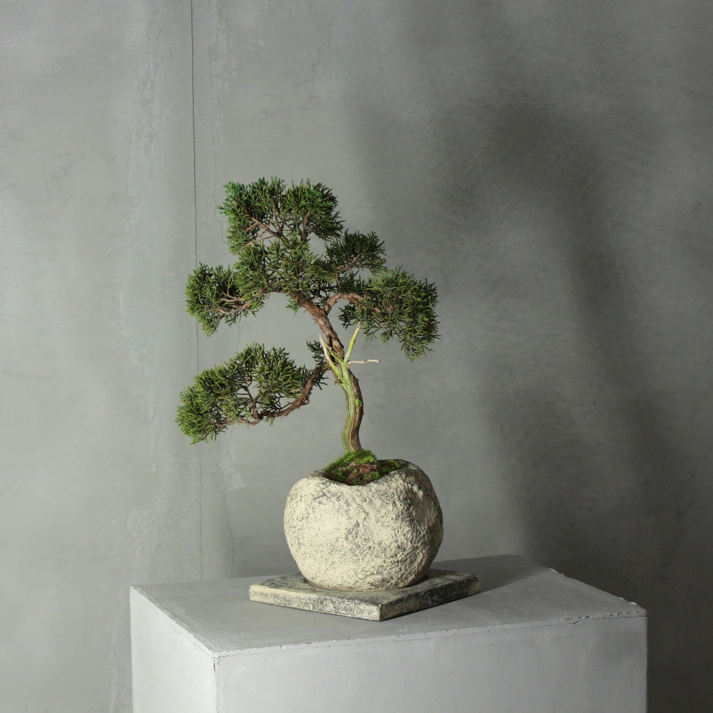 Tokocie BONSAI Premium 真柏