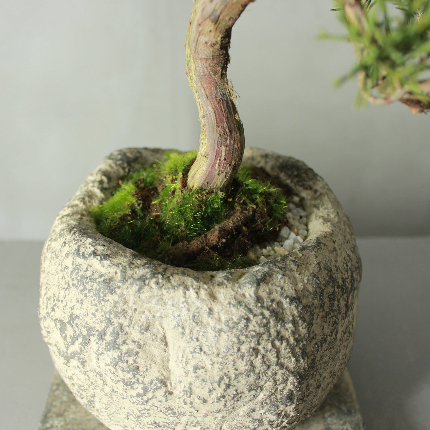 Tokocie BONSAI Premium 真柏