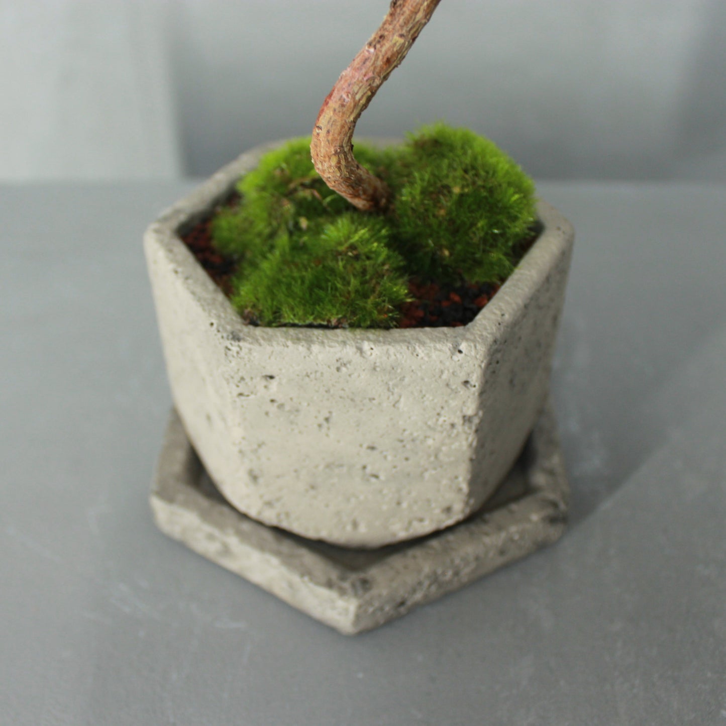 Tokocie BONSAI  黒松