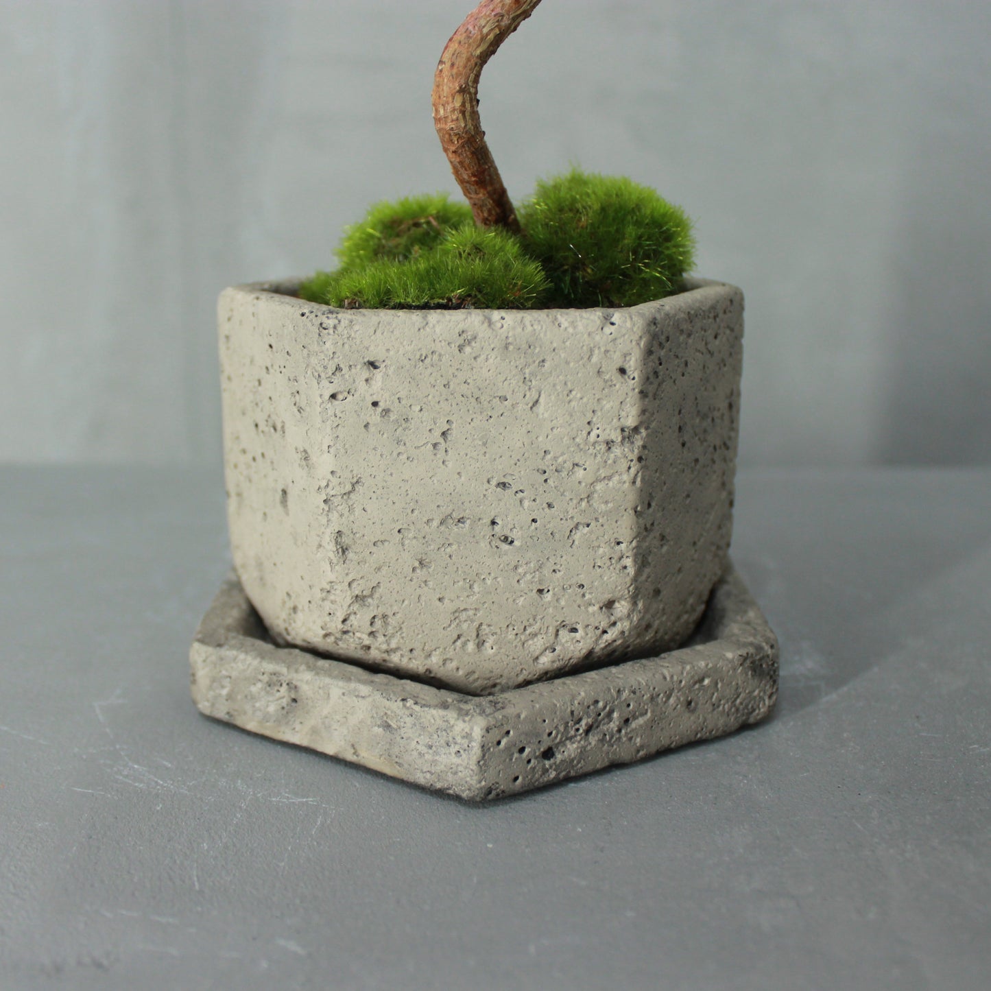 Tokocie BONSAI  黒松