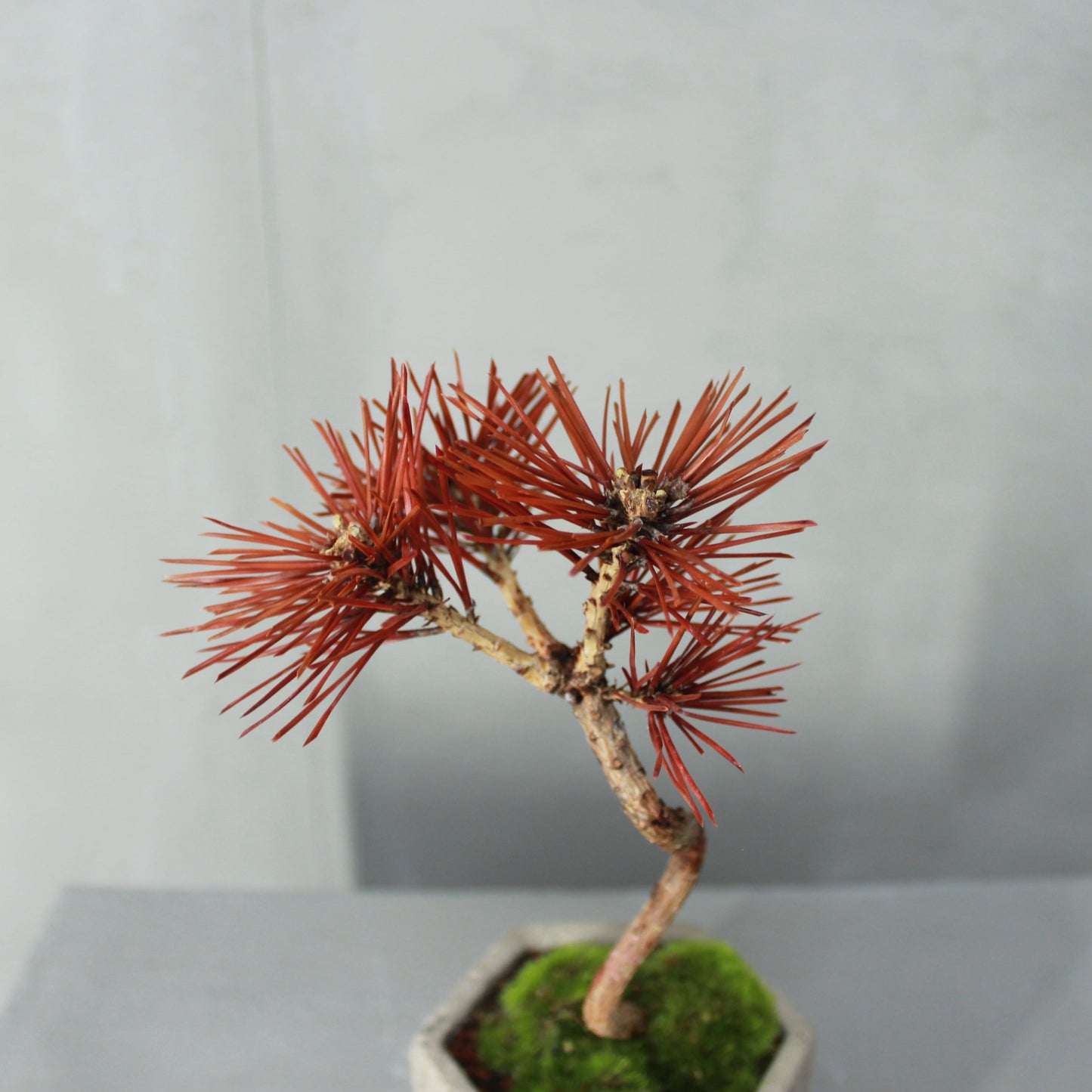 Tokocie BONSAI  赤松