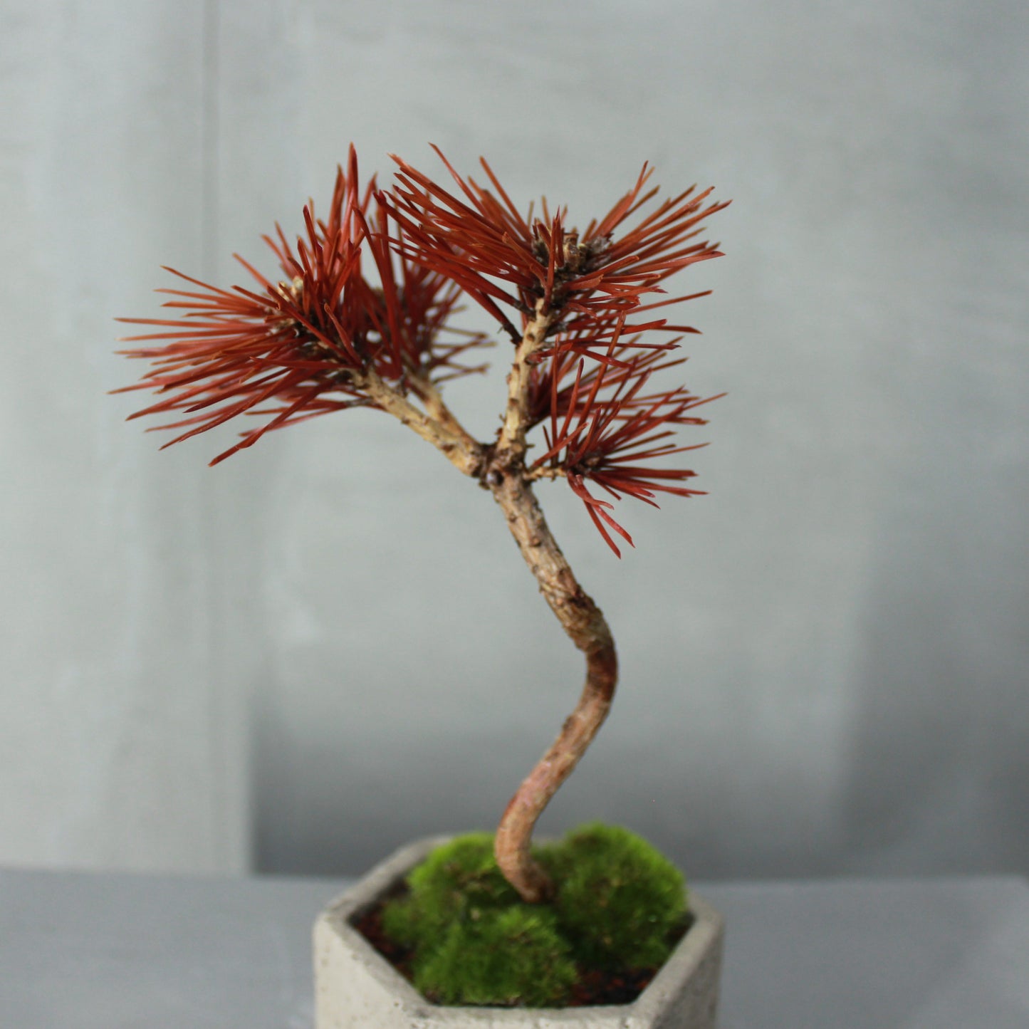 Tokocie BONSAI  黒松