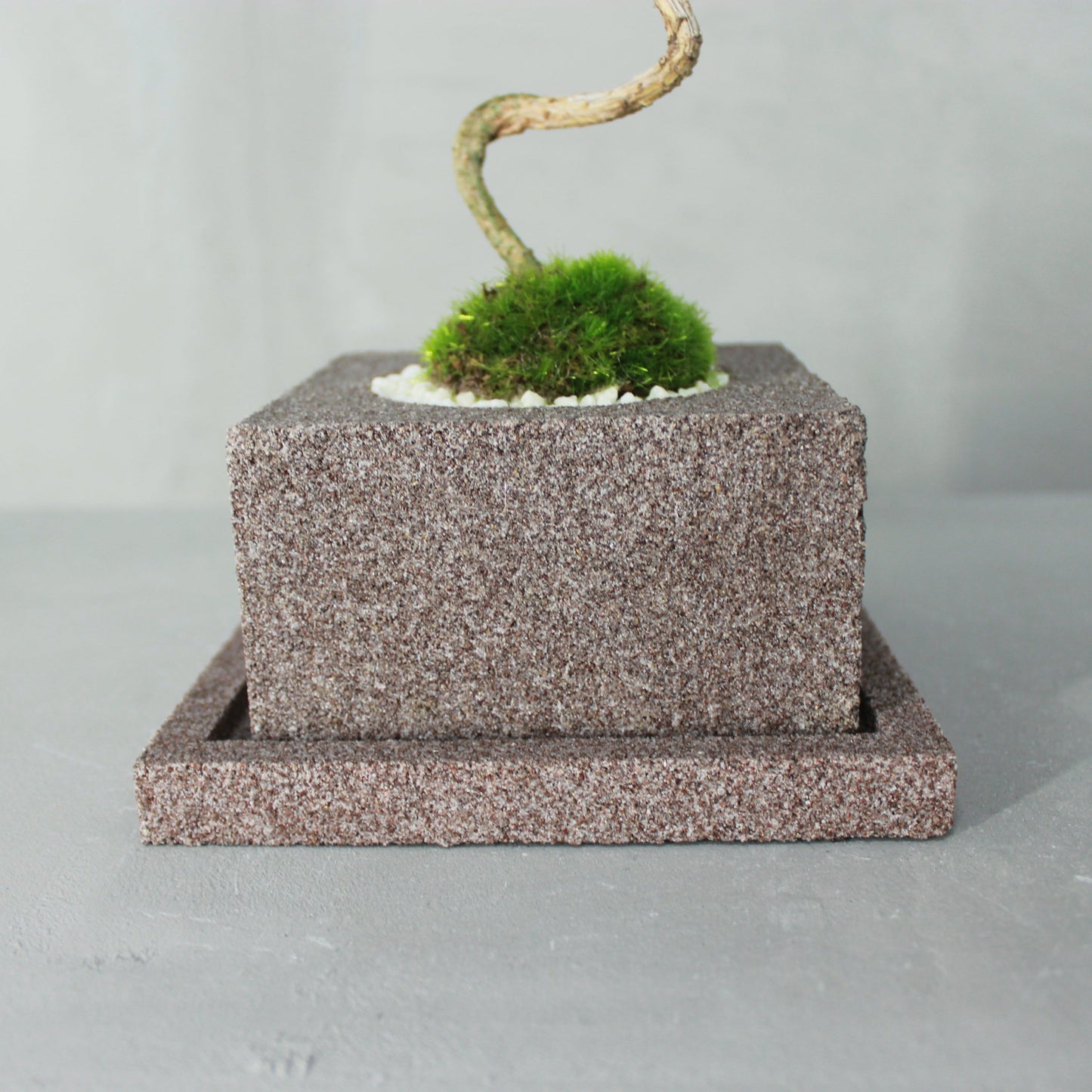 Tokocie BONSAI 赤松