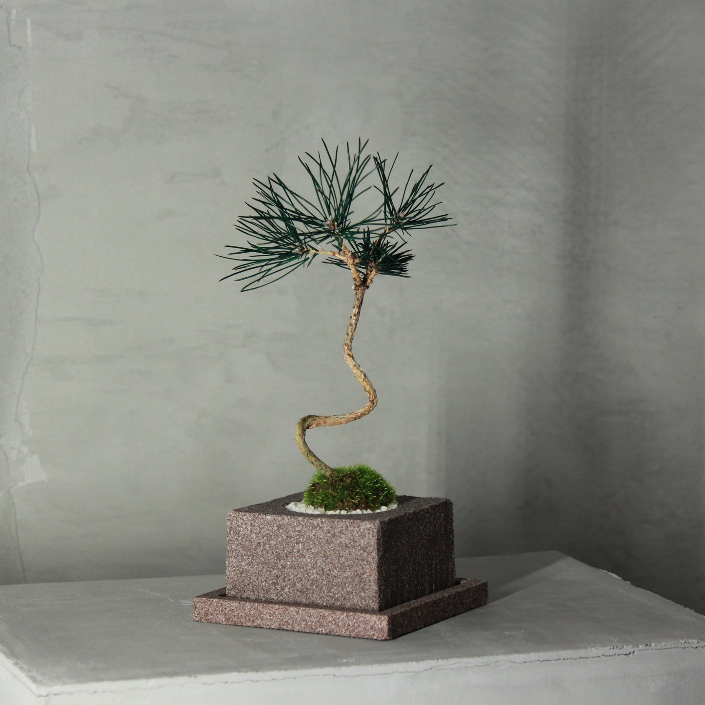 Tokocie BONSAI 赤松