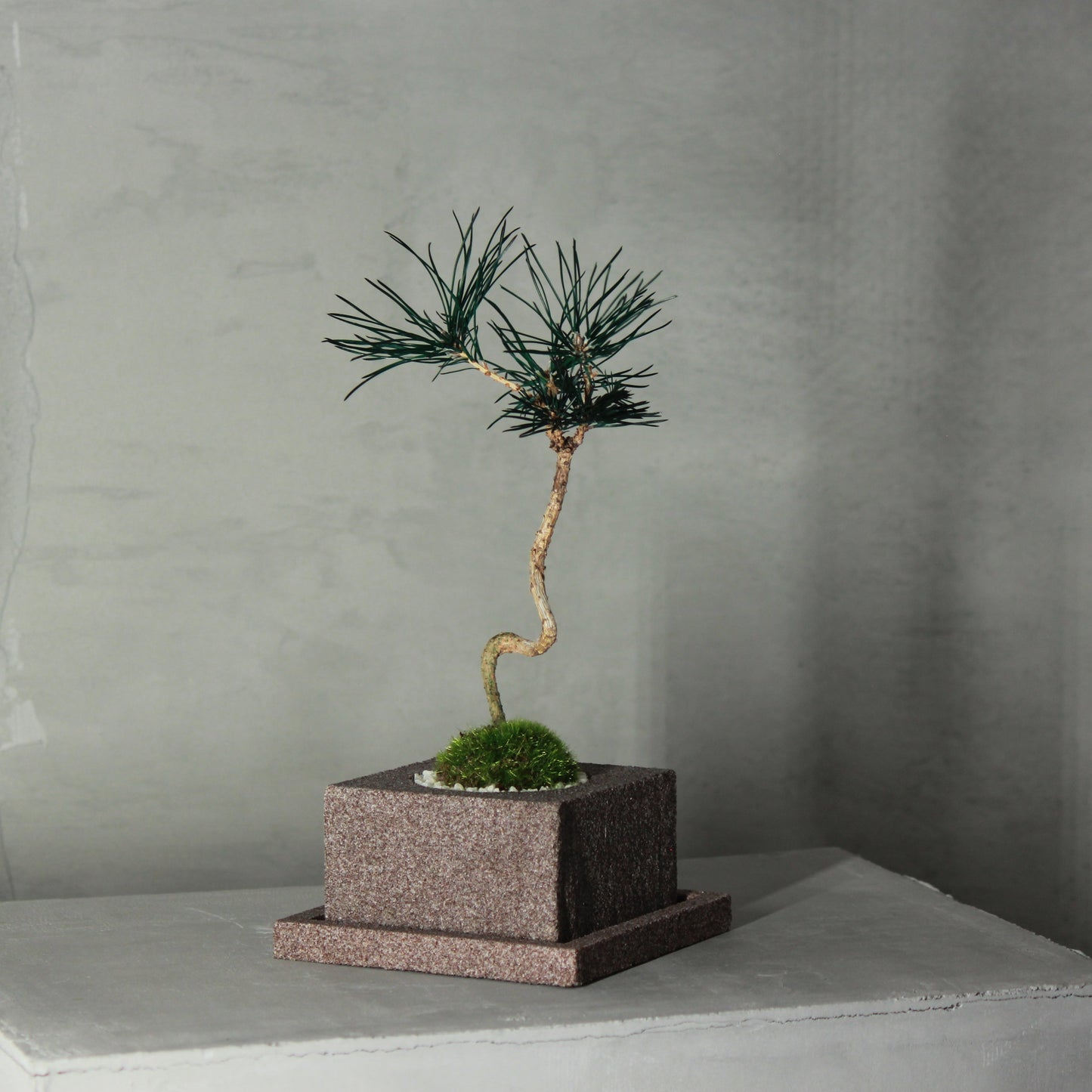 Tokocie BONSAI 赤松