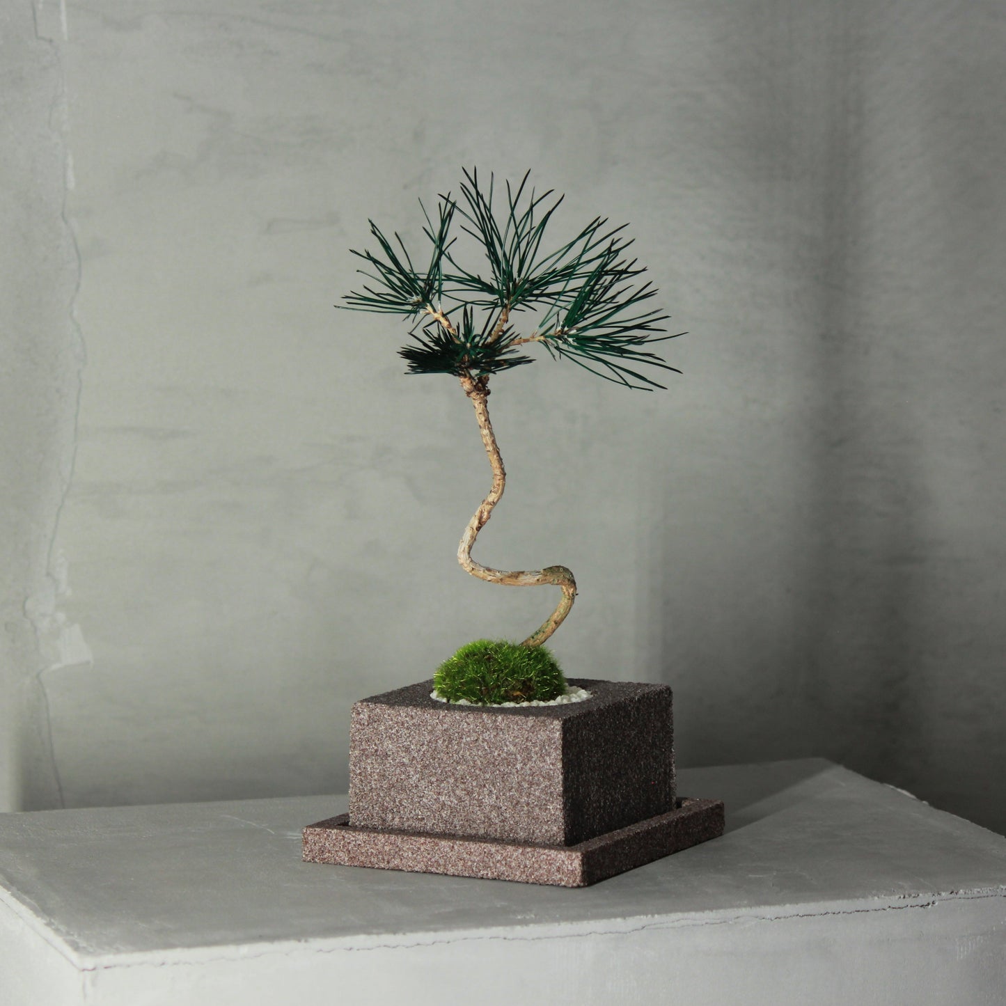 Tokocie BONSAI 赤松