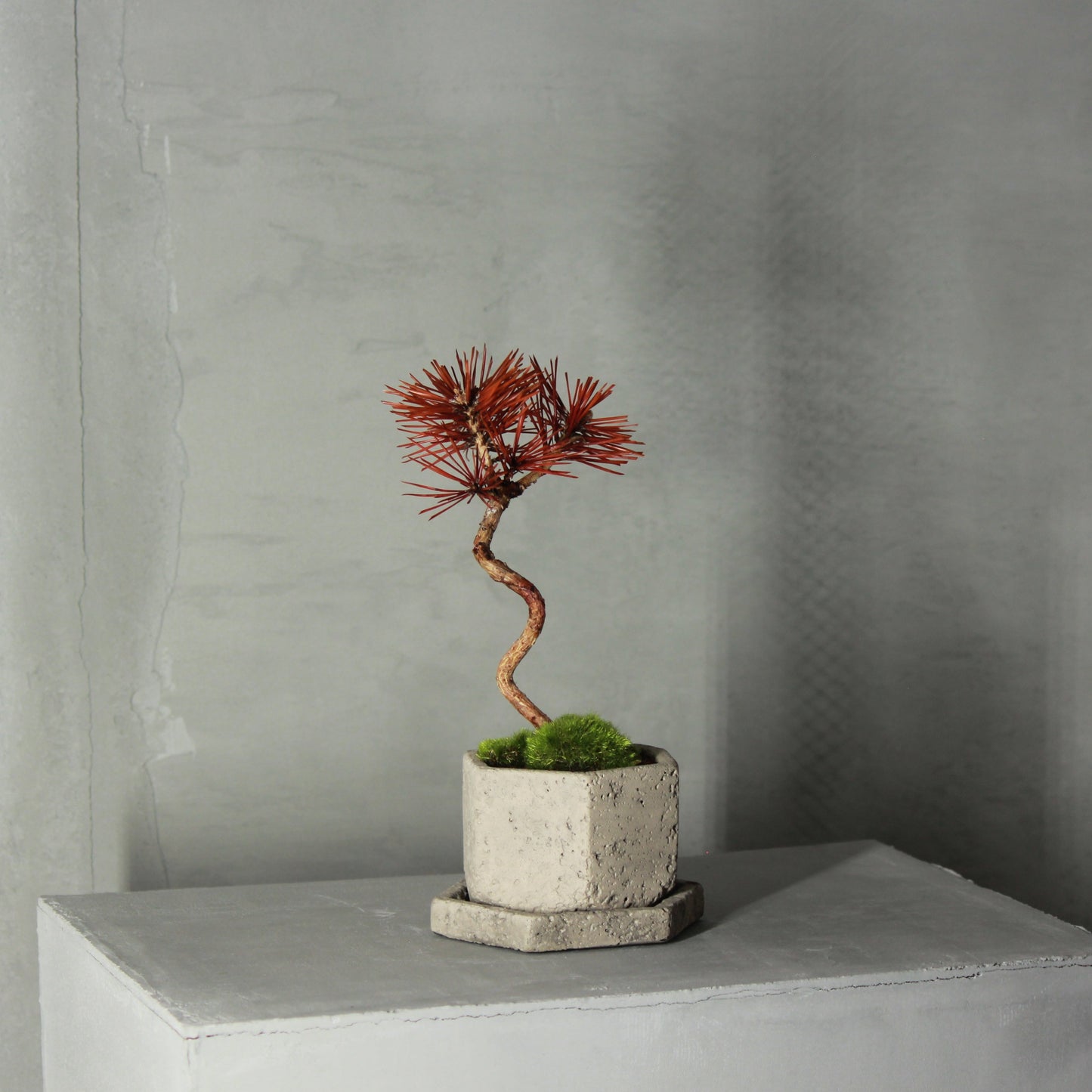 Tokocie BONSAI  赤松