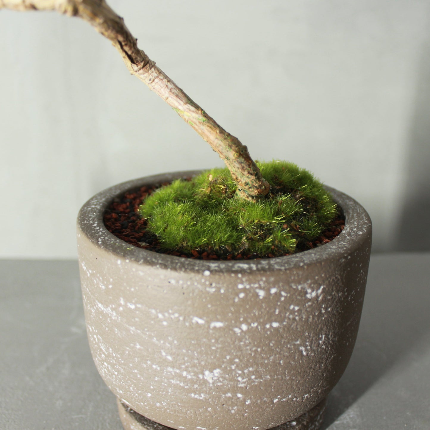 Tokocie BONSAI  黒松