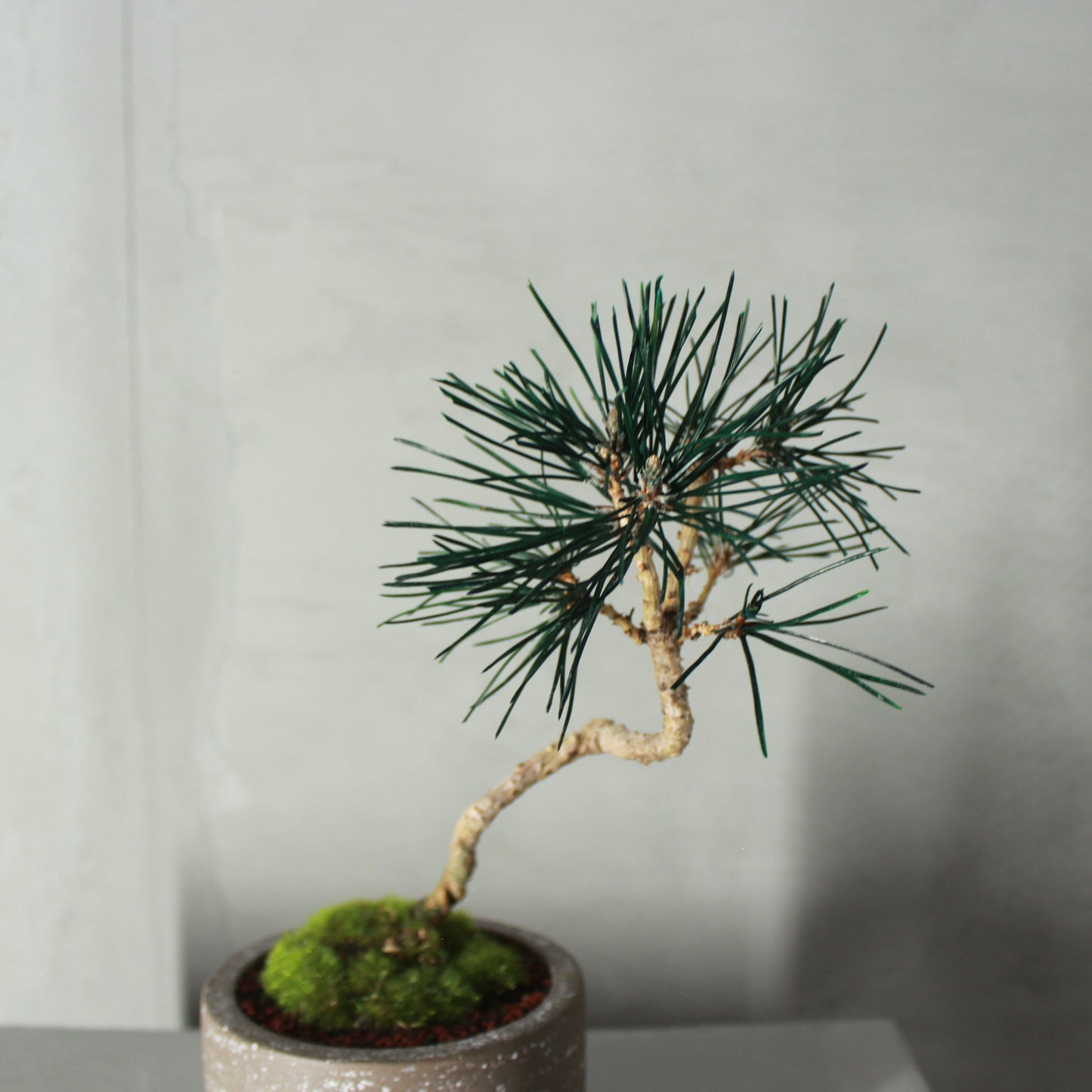 Tokocie BONSAI  黒松