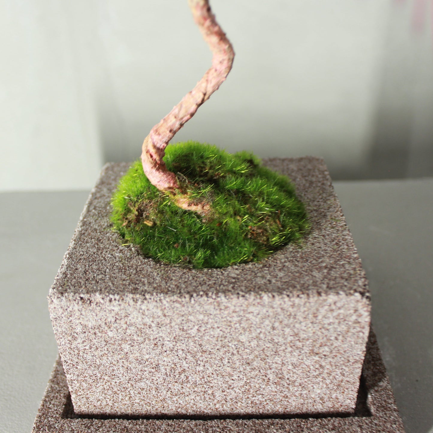 Tokocie BONSAI 黒松