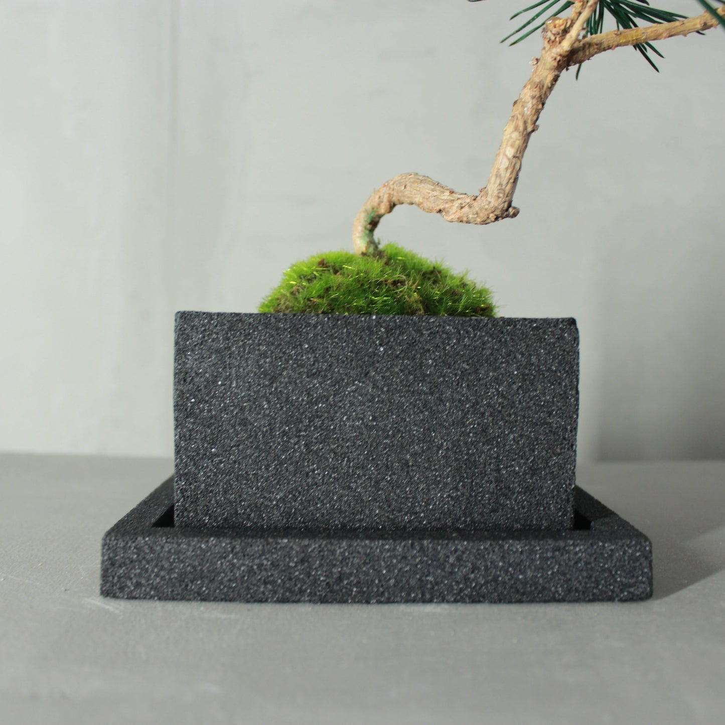 Tokocie BONSAI  黒松