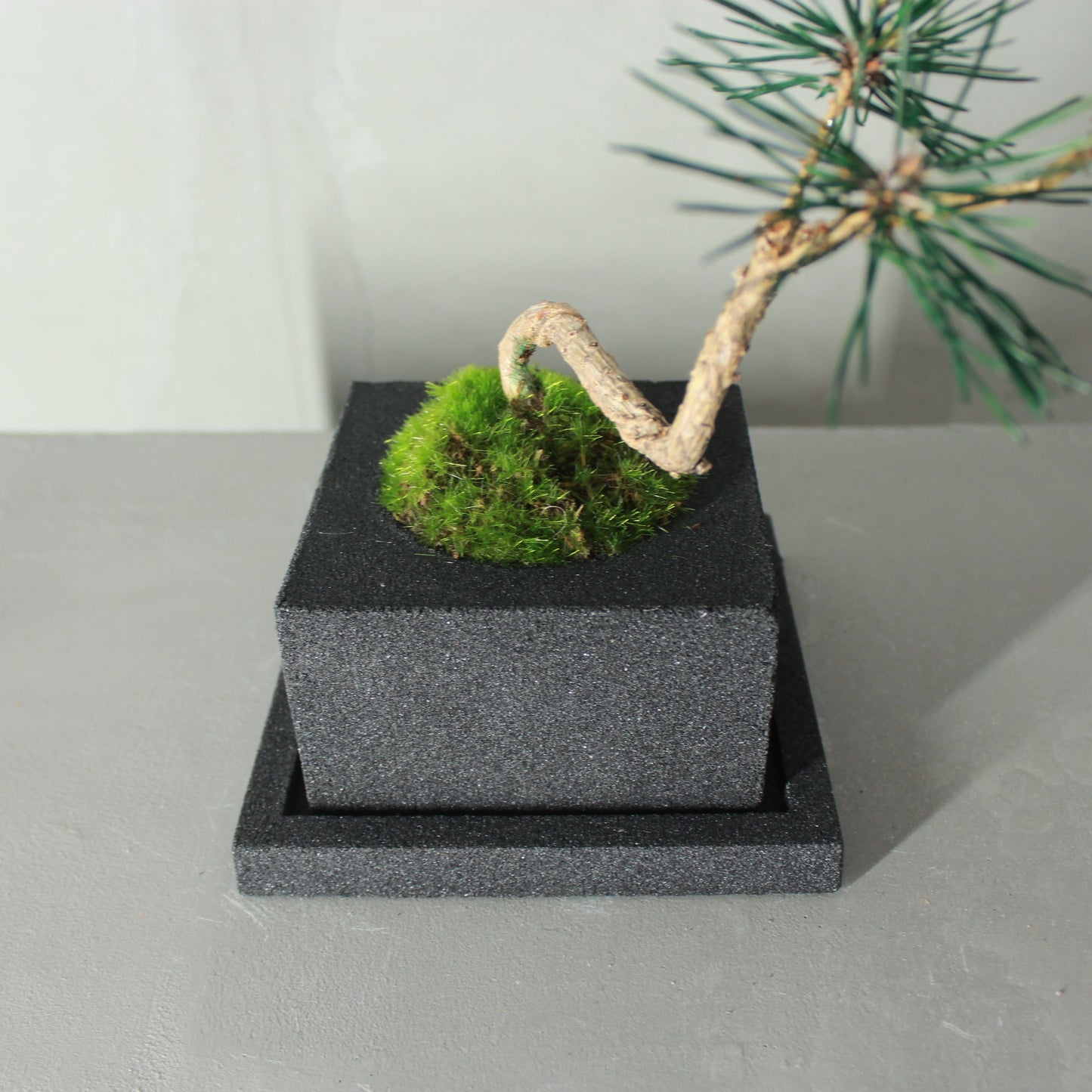 Tokocie BONSAI  黒松