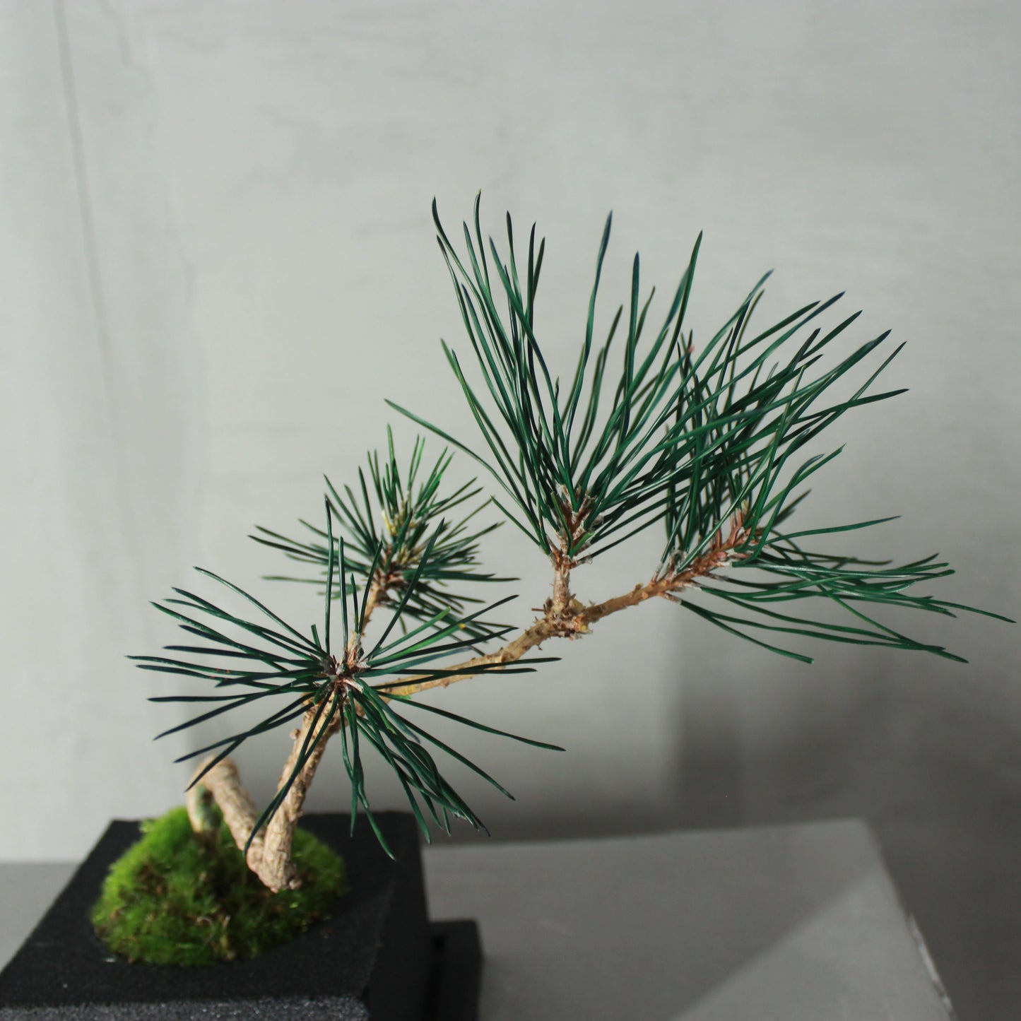 Tokocie BONSAI  黒松