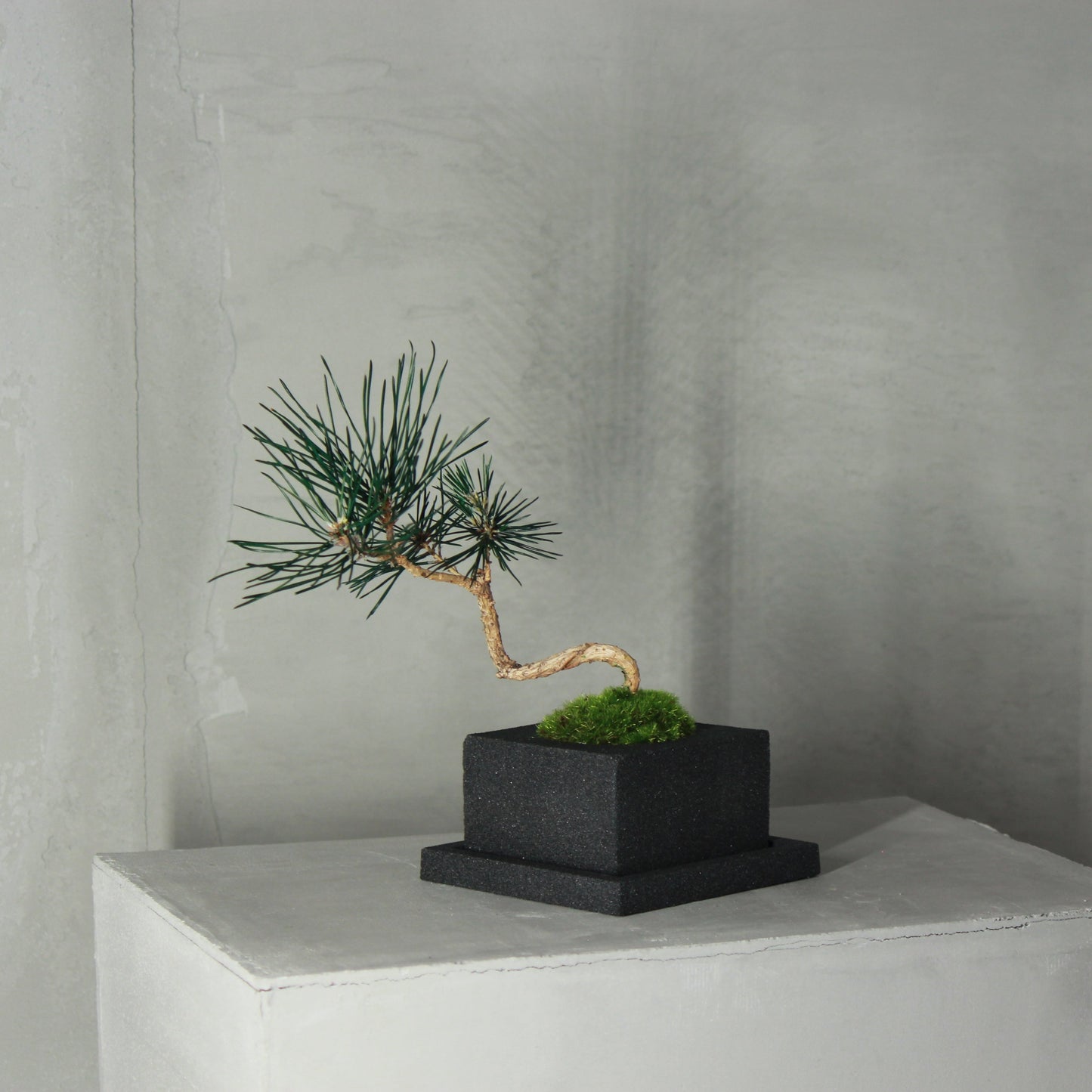 Tokocie BONSAI  黒松