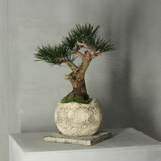 Tokocie BONSAI  黒松