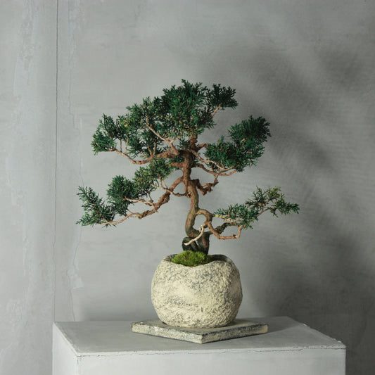 Tokocie BONSAI Premium 真柏