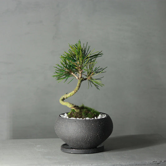 Tokocie BONSAI  黒松