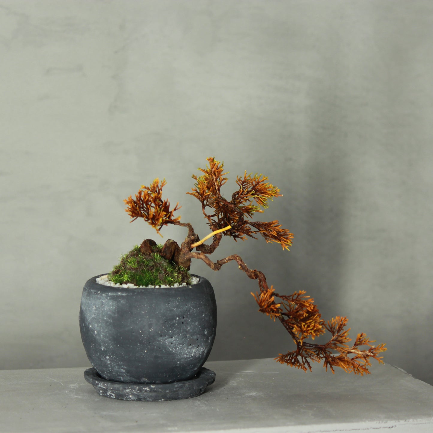Tokocie BONSAI  真柏