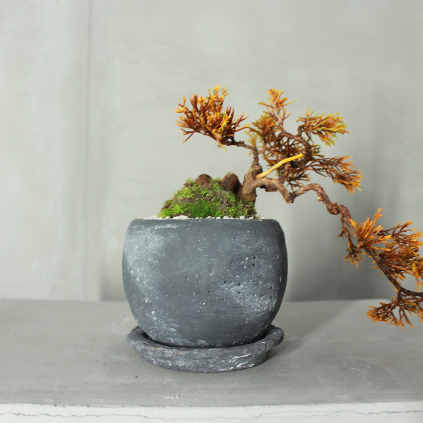 Tokocie BONSAI  真柏