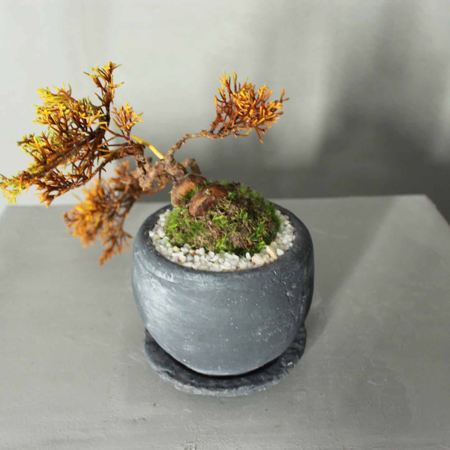 Tokocie BONSAI  真柏