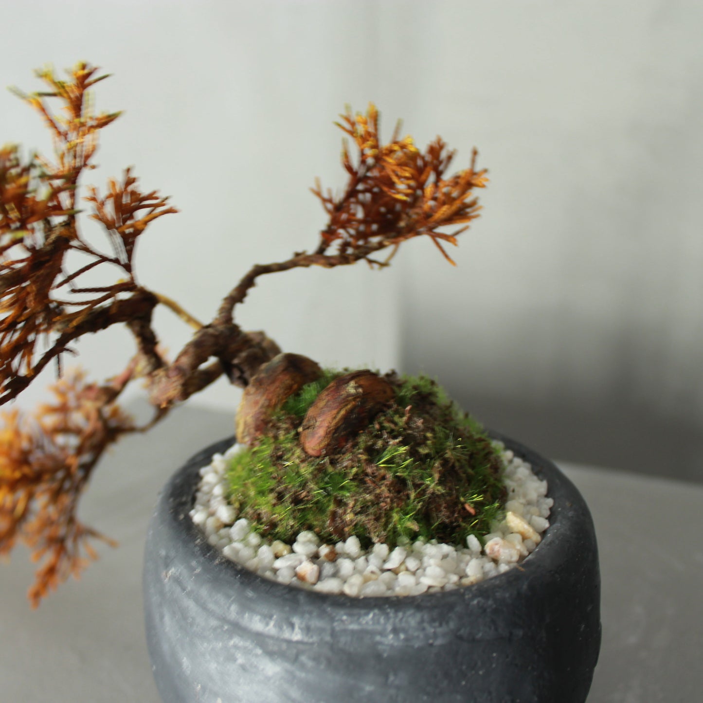 Tokocie BONSAI  真柏