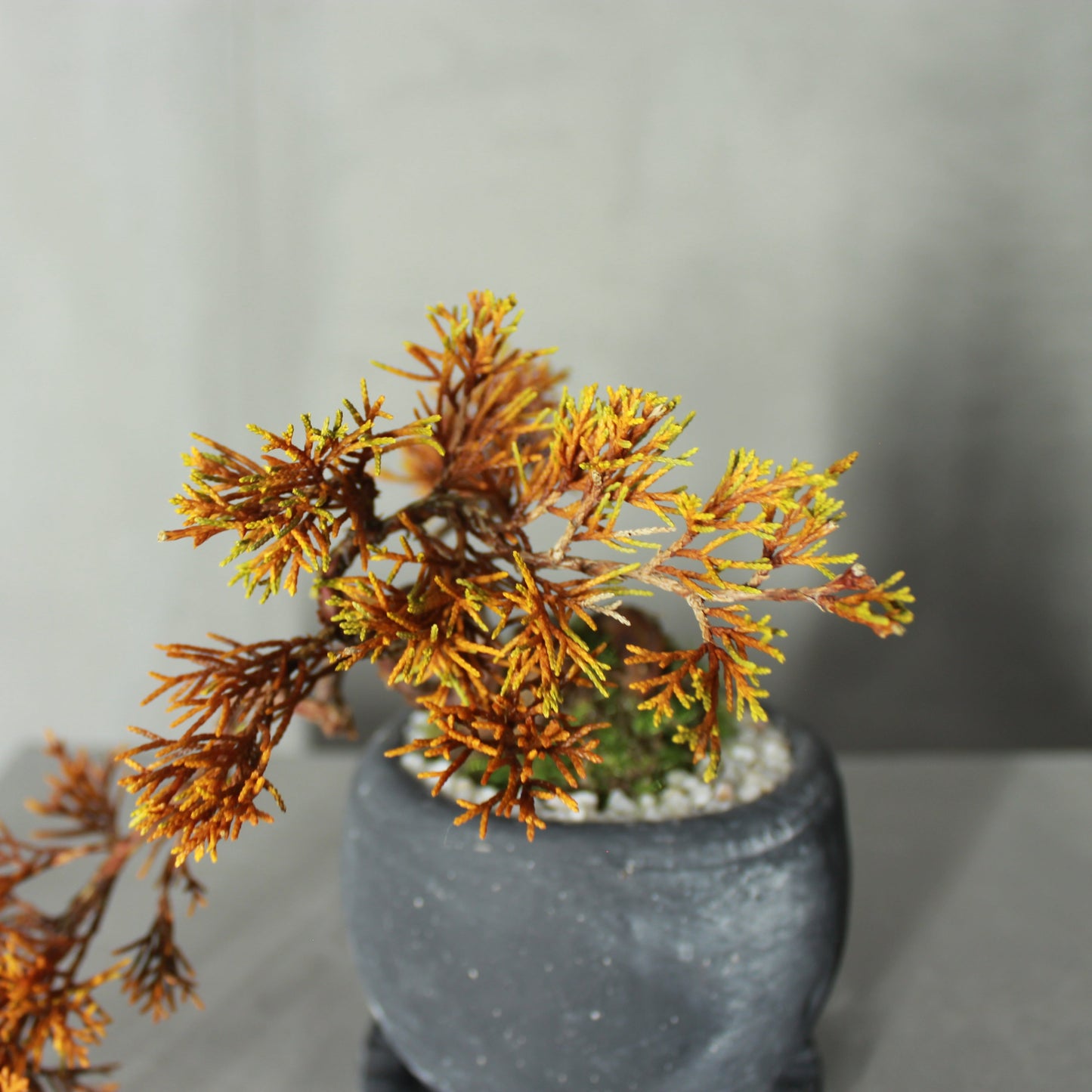 Tokocie BONSAI  真柏