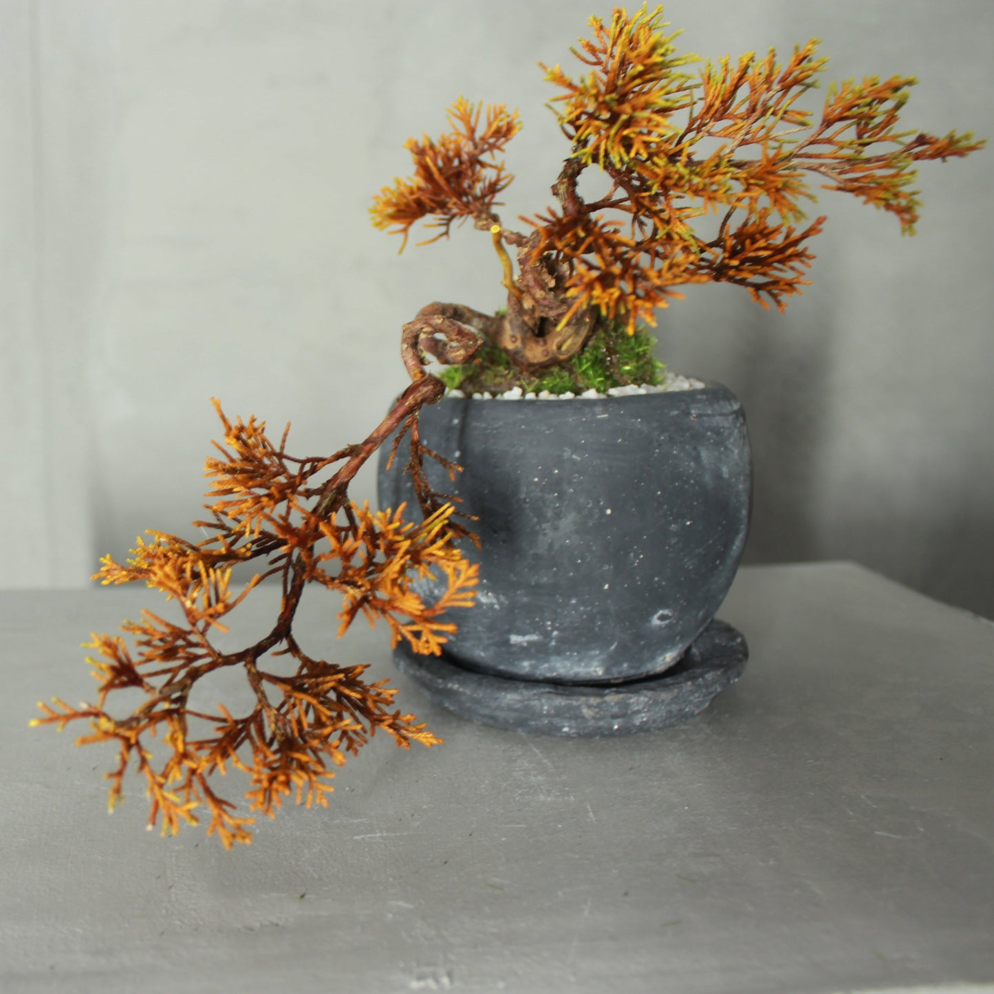 Tokocie BONSAI  真柏