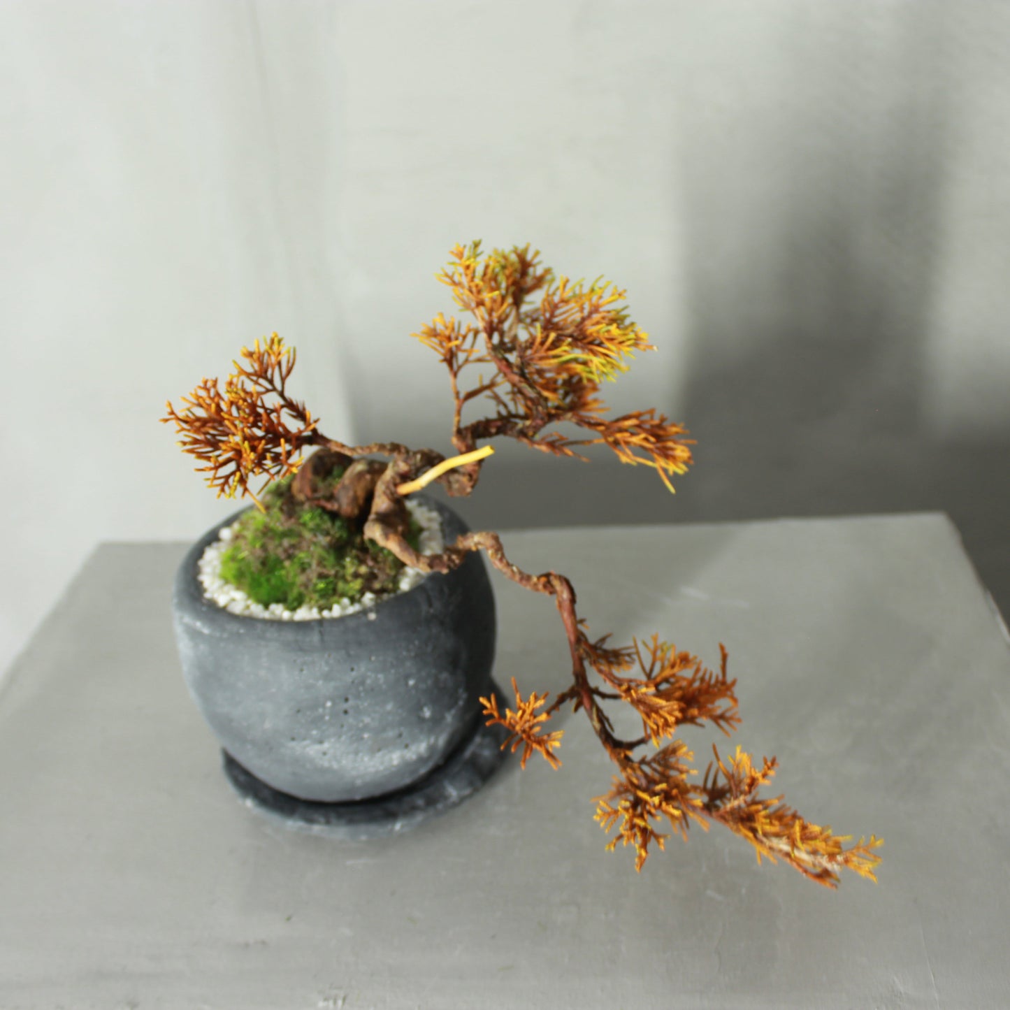 Tokocie BONSAI  真柏