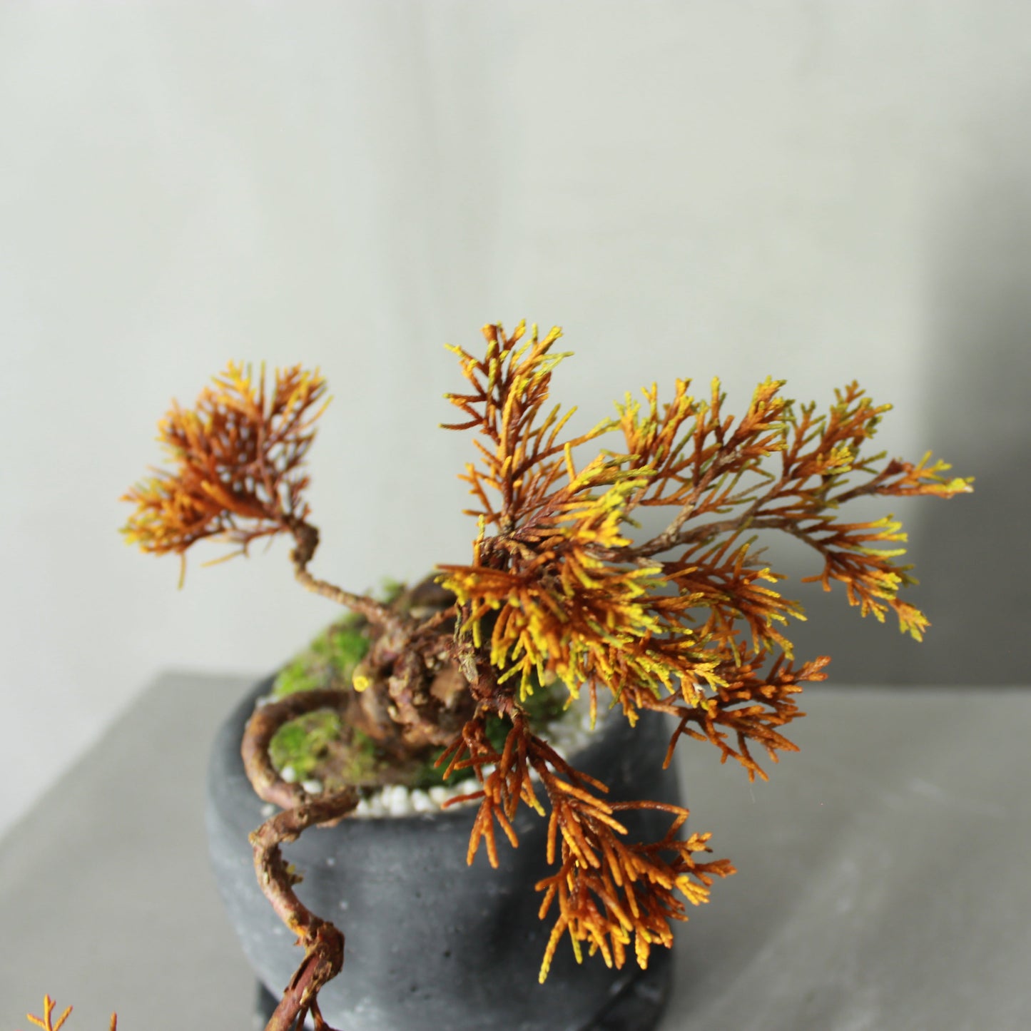 Tokocie BONSAI  真柏