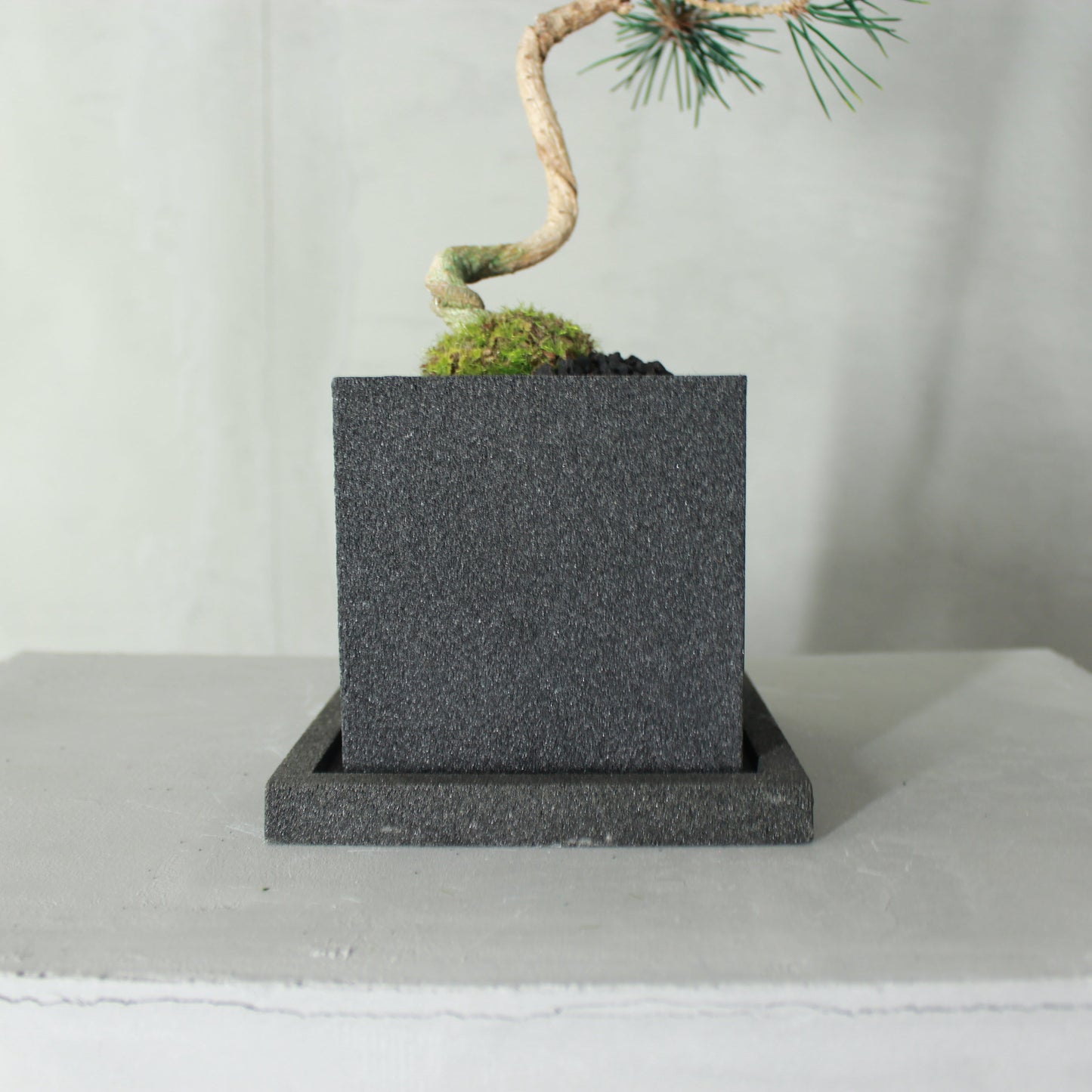 Tokocie BONSAI  黒松