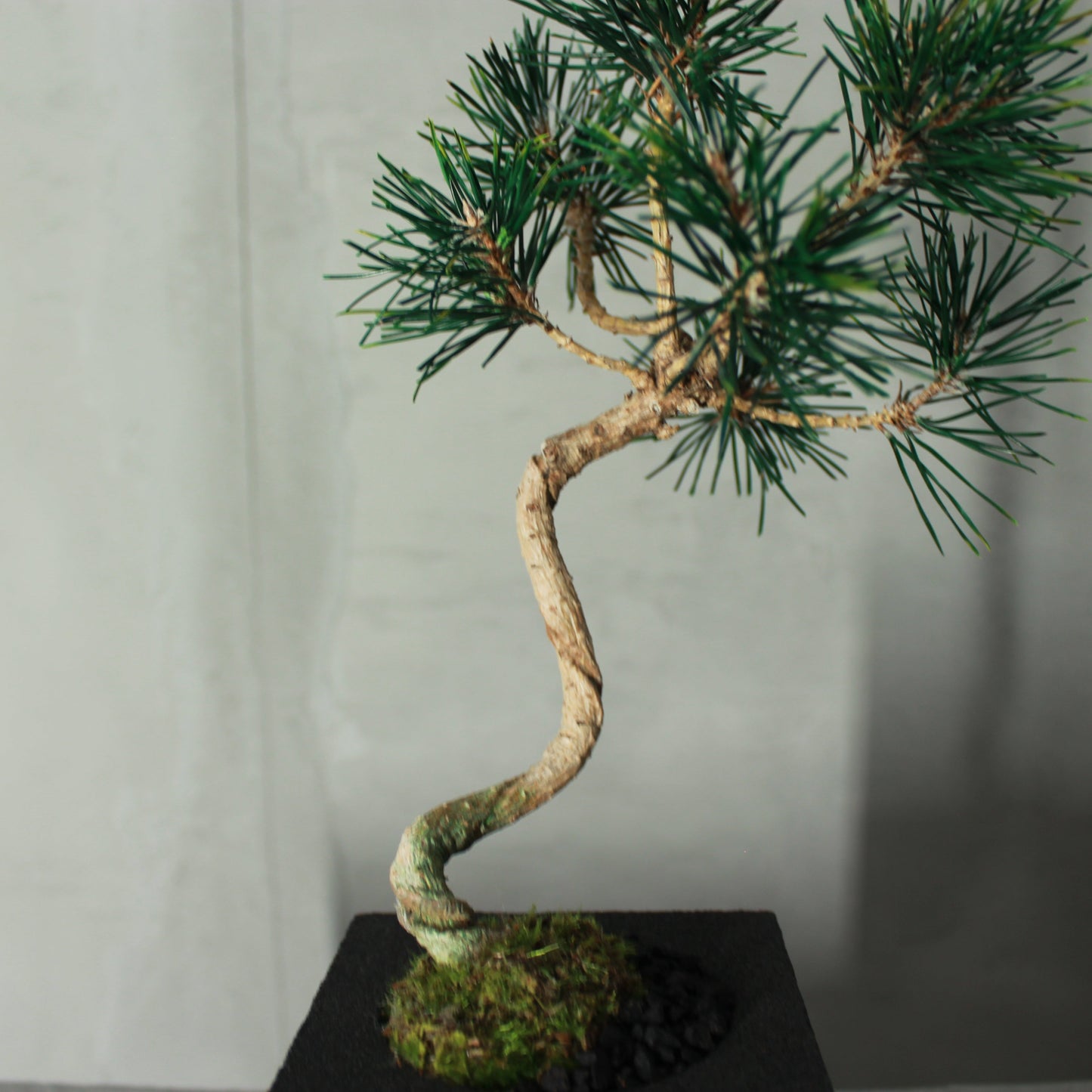 Tokocie BONSAI  黒松