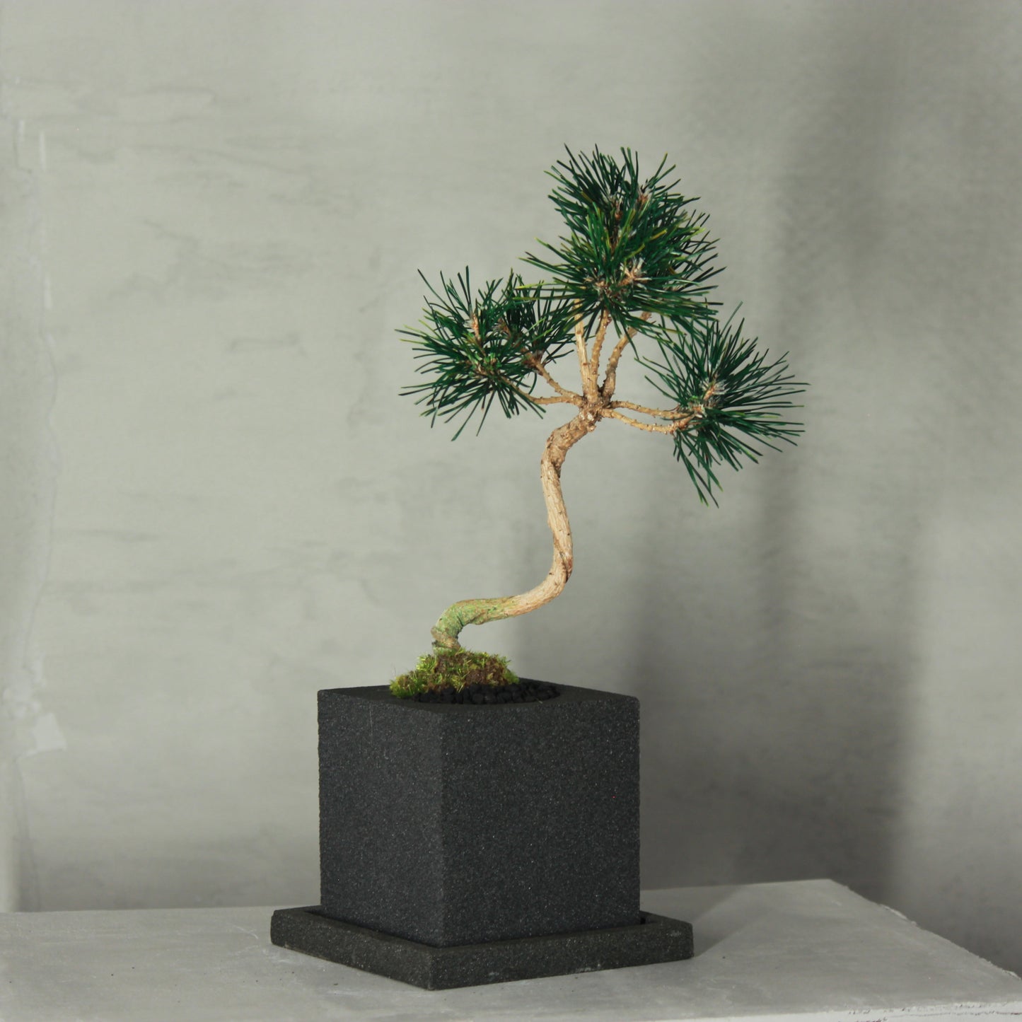Tokocie BONSAI  黒松