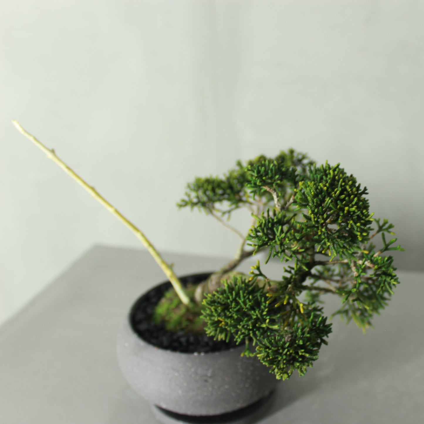 Tokocie BONSAI  真柏