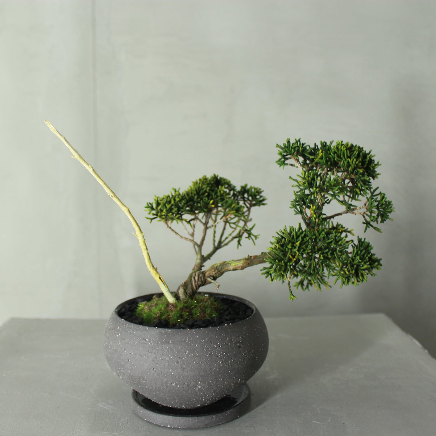 Tokocie BONSAI  真柏