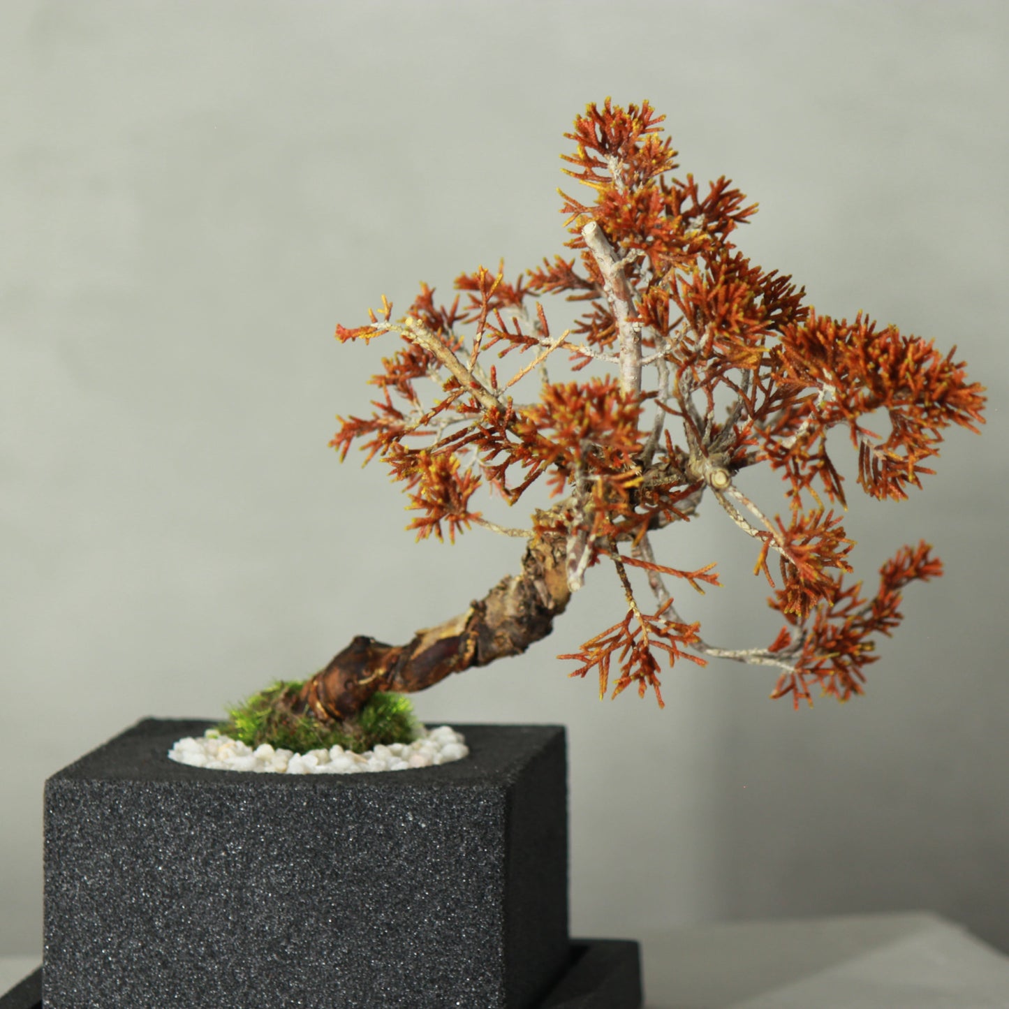 Tokocie BONSAI  真柏