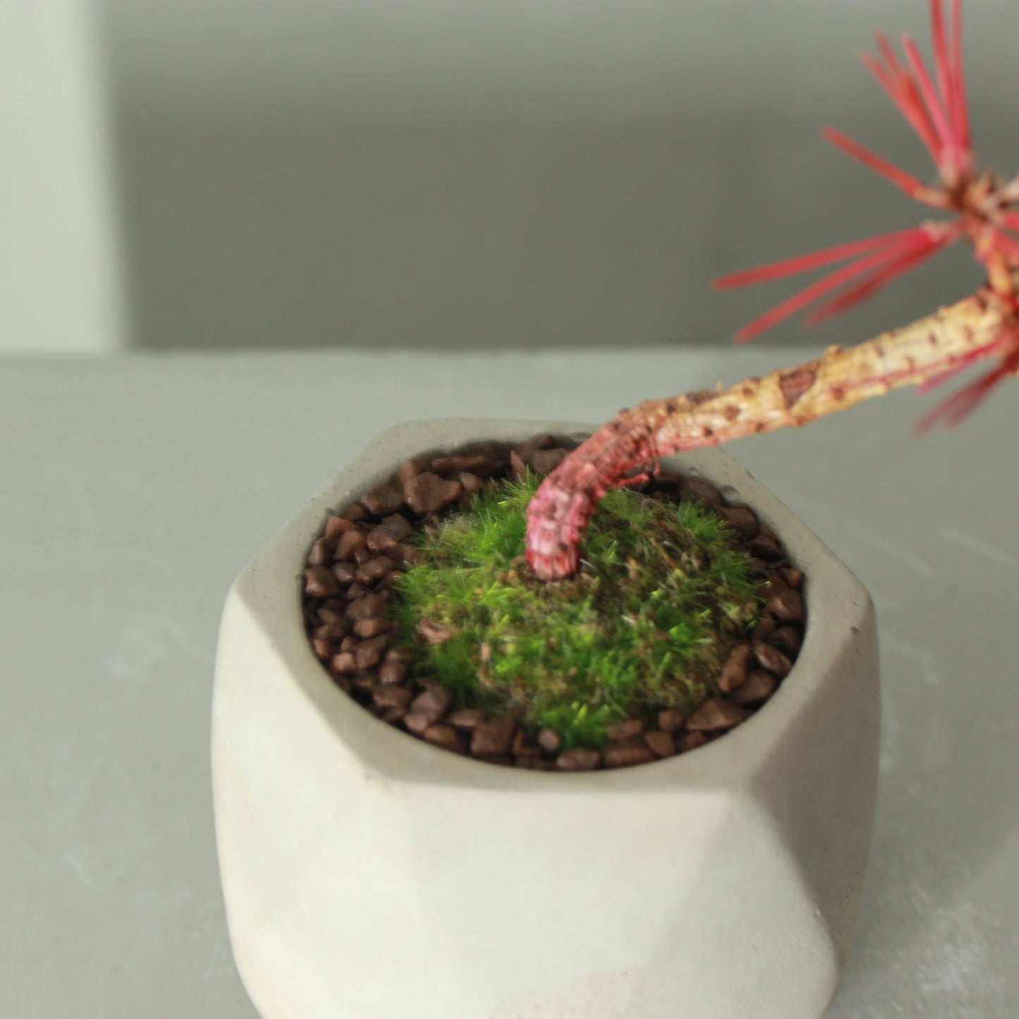 Tokocie BONSAI  黒松