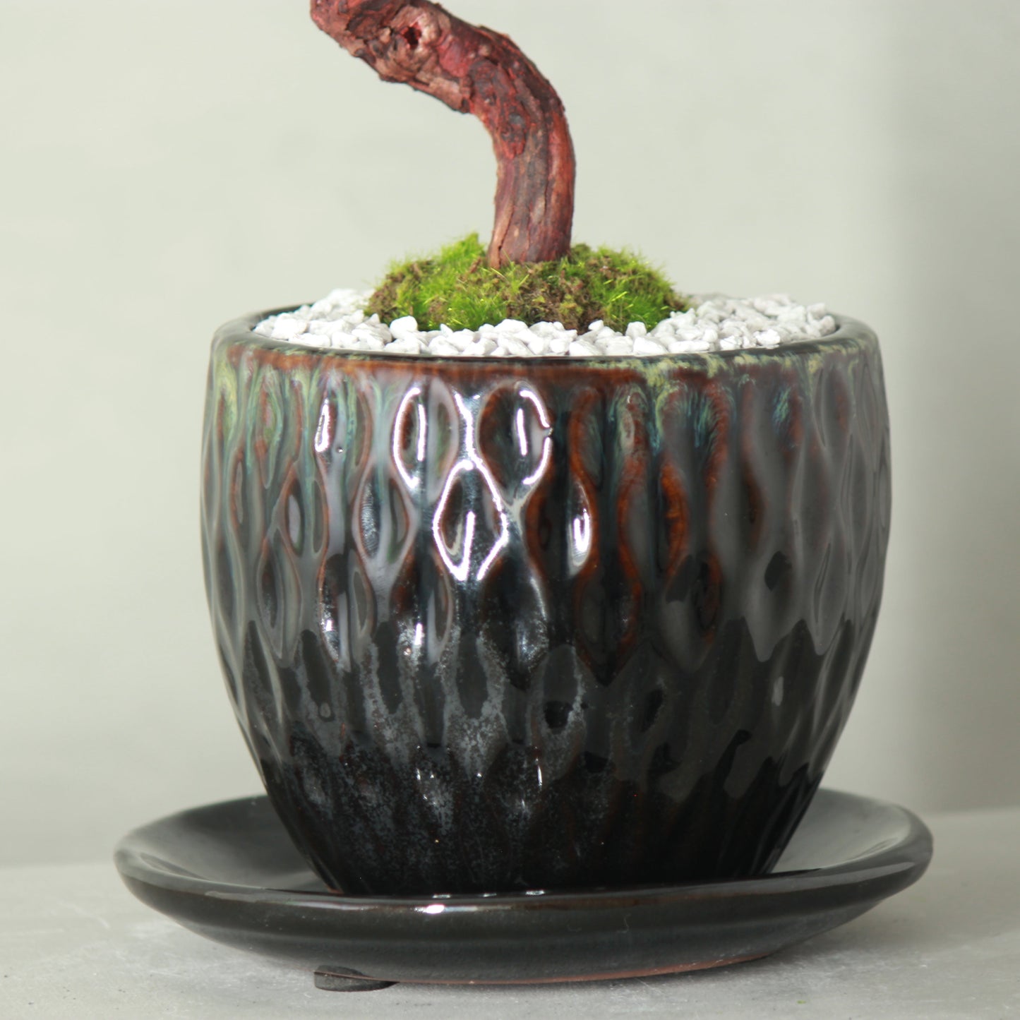 Tokocie BONSAI Premium 真柏